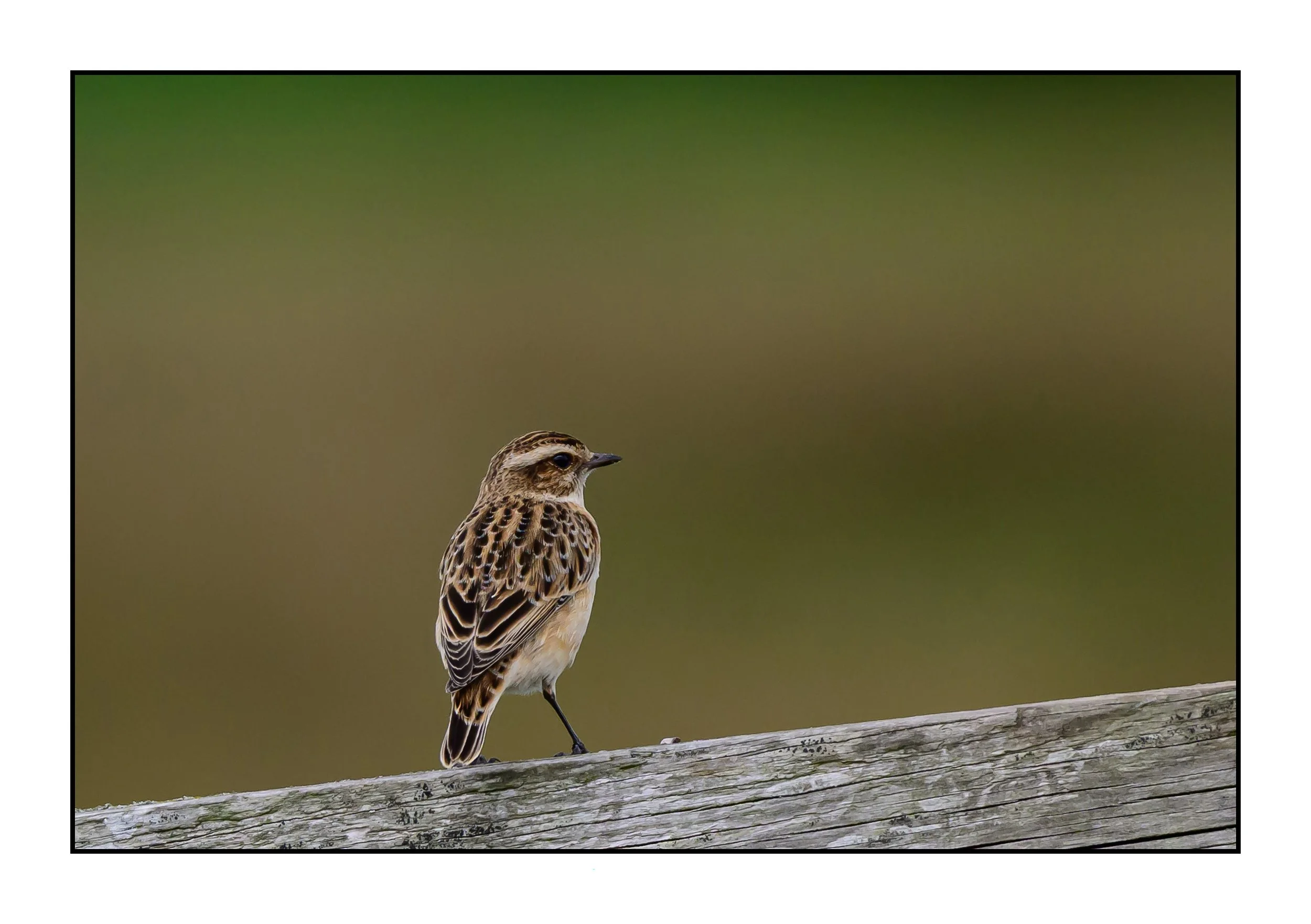 Winchat