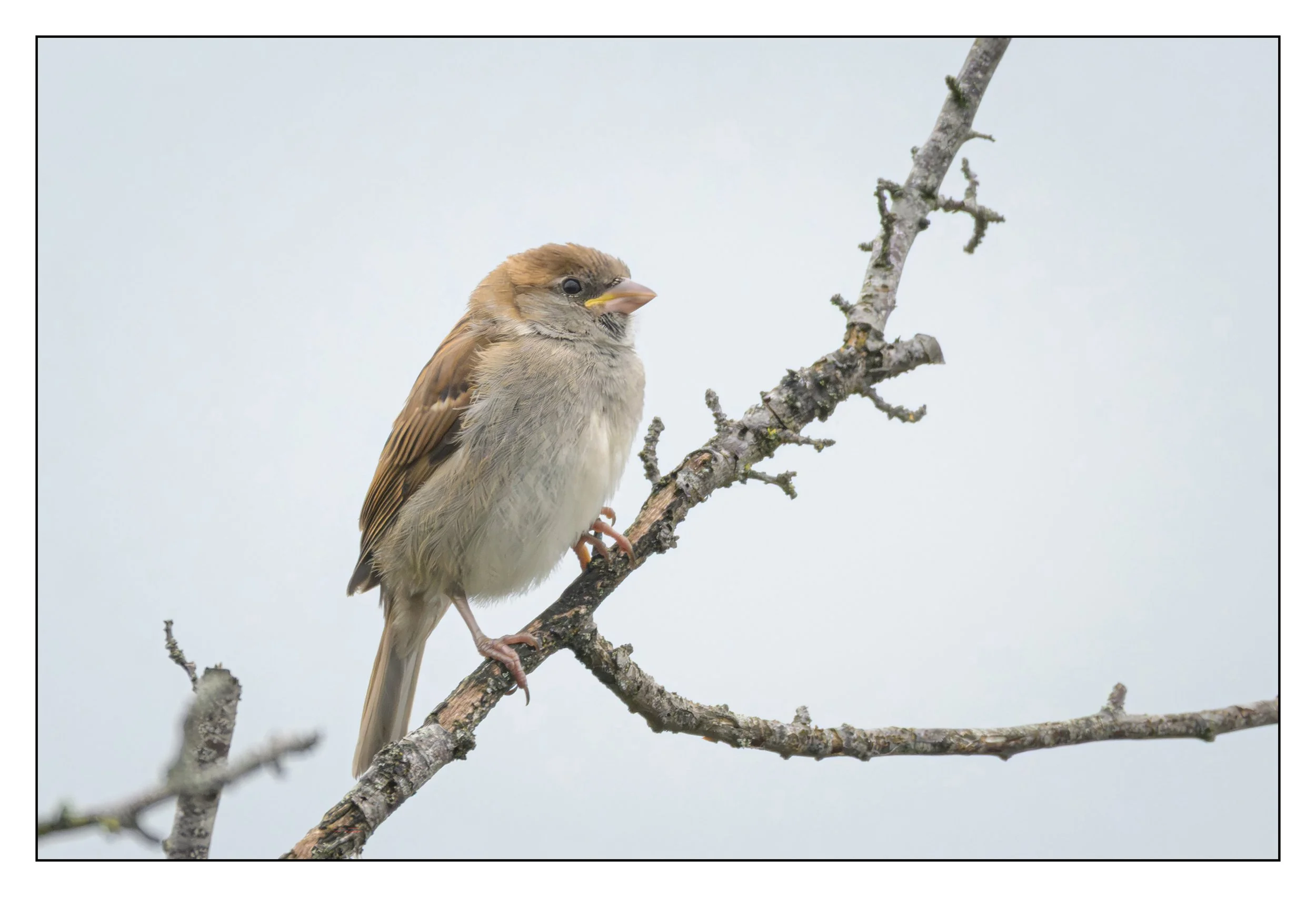 Song Birds_0037.jpg