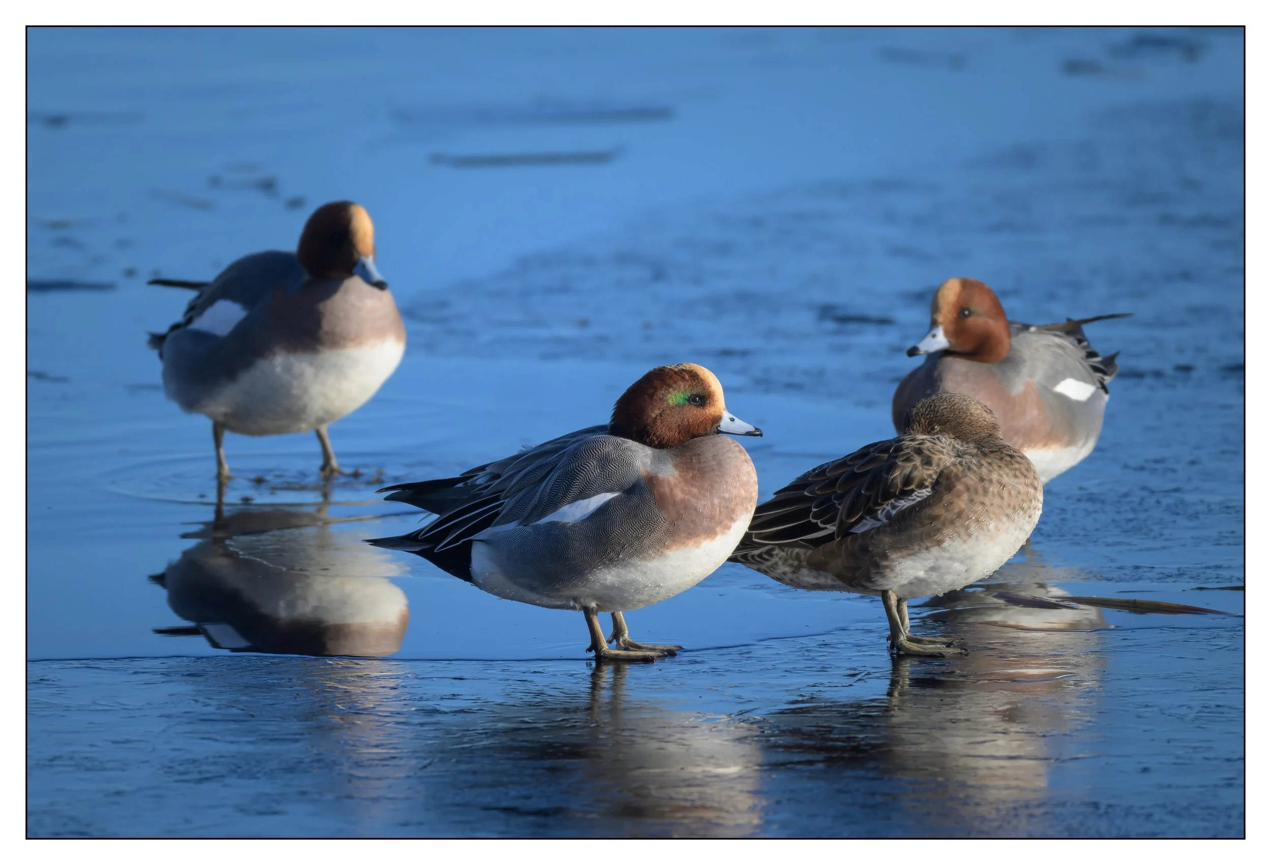 Wigeon