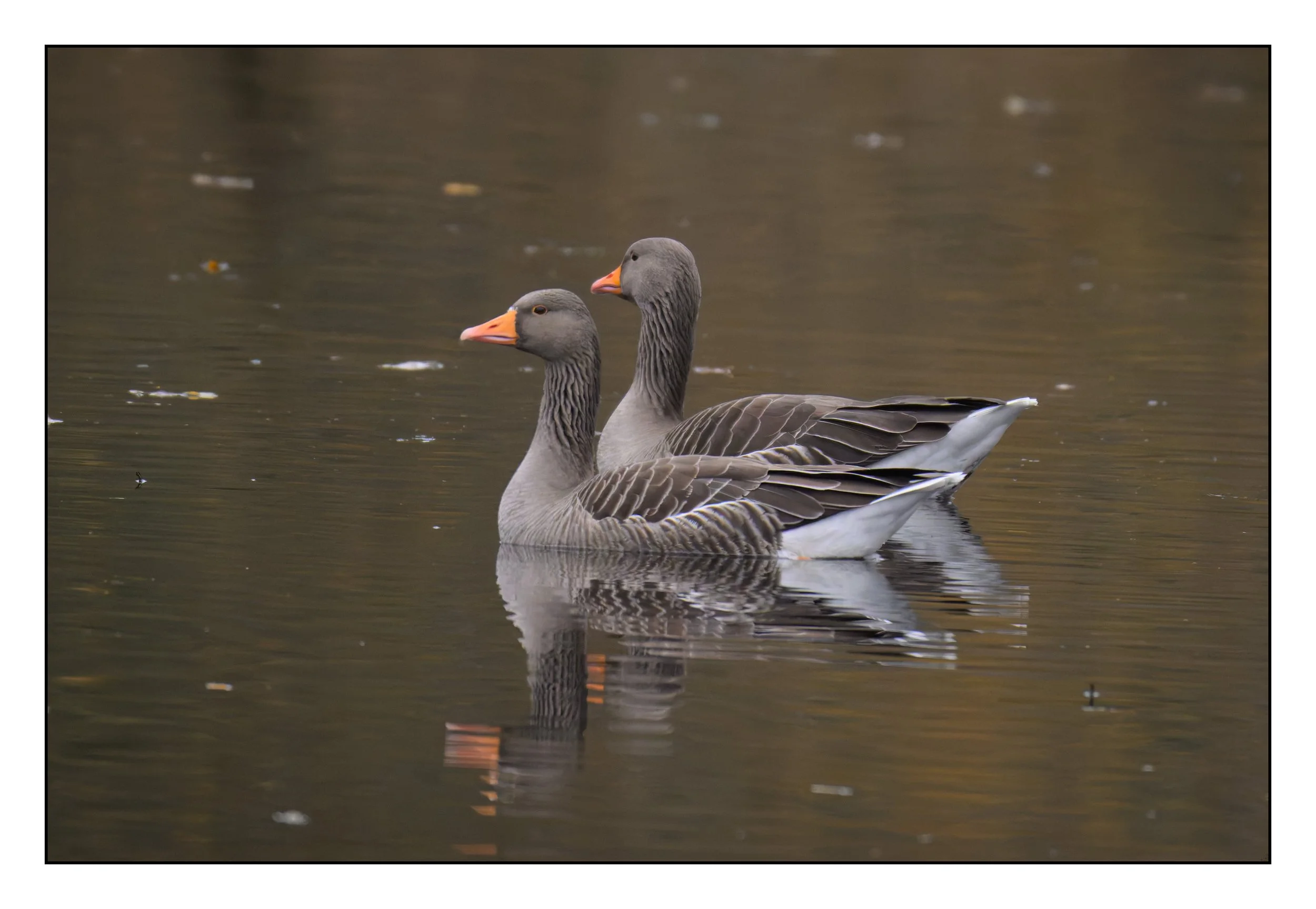 Greylag Geese