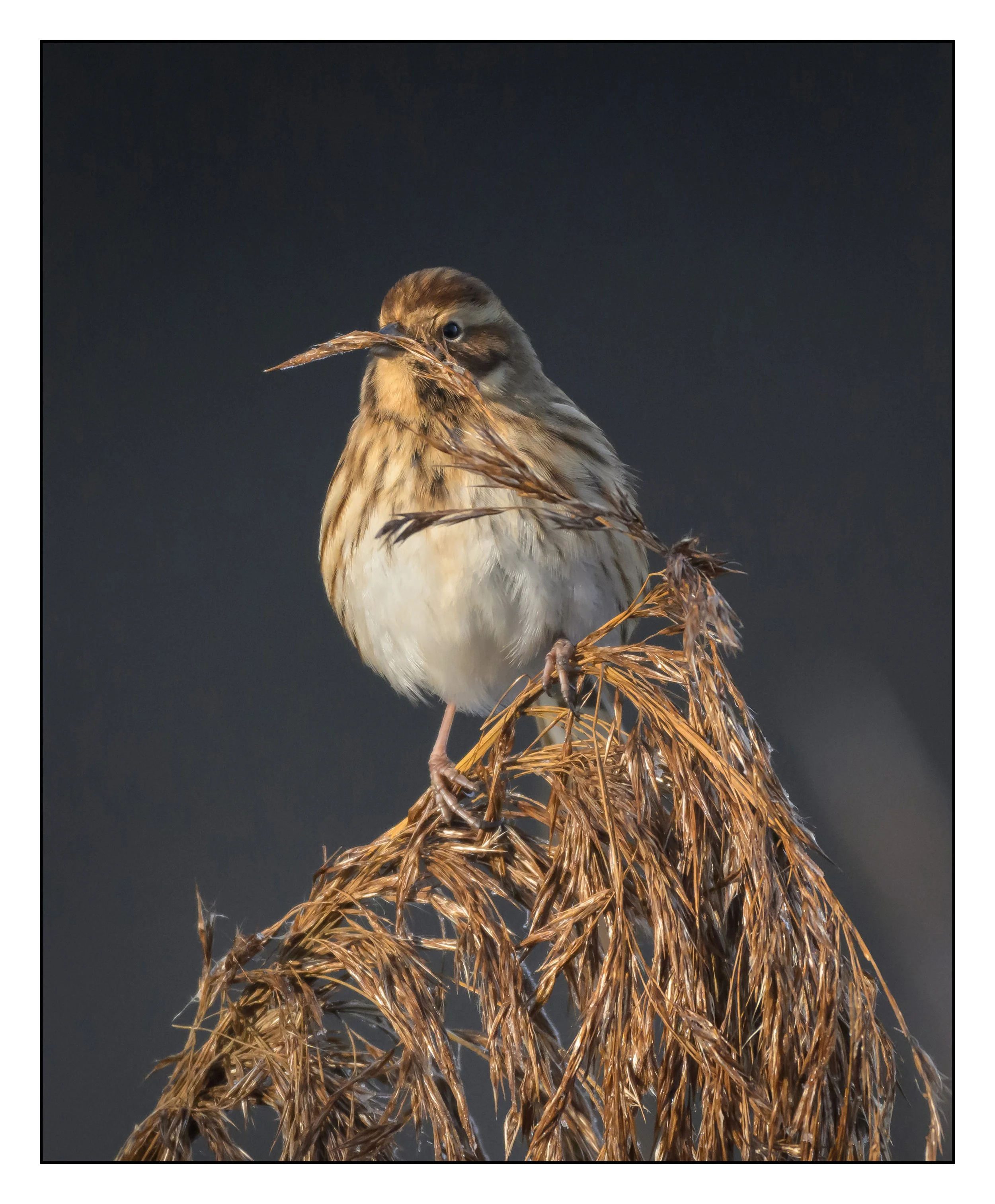 Song Birds_0019.jpg