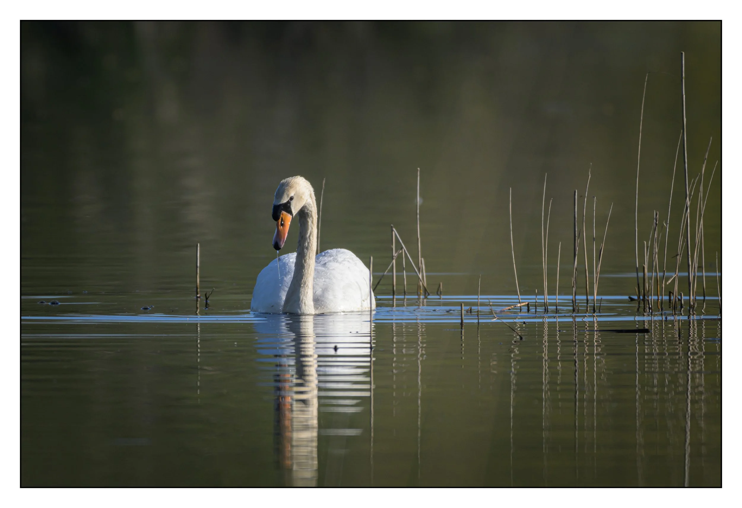 Mute Swan