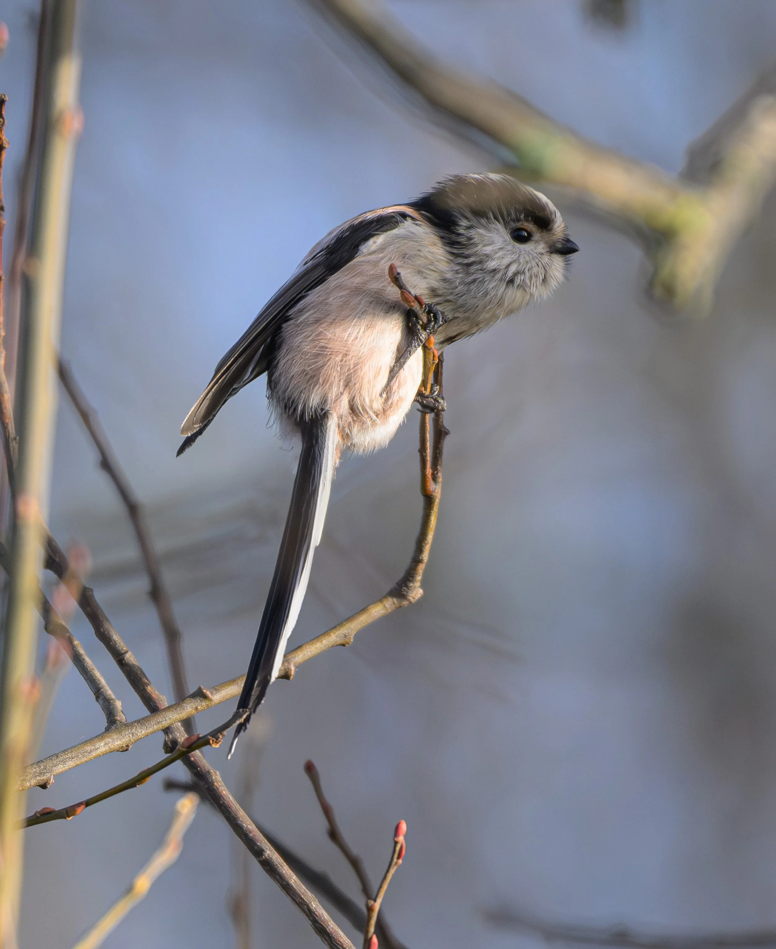 Song Birds_0025.jpg