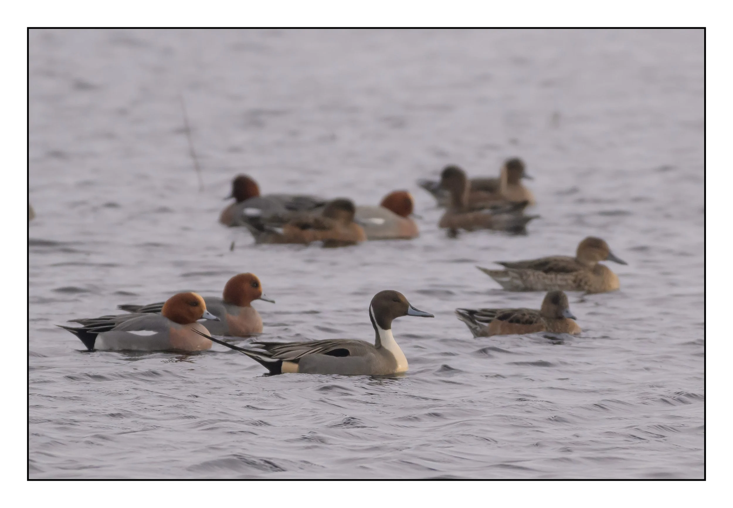 Pintail