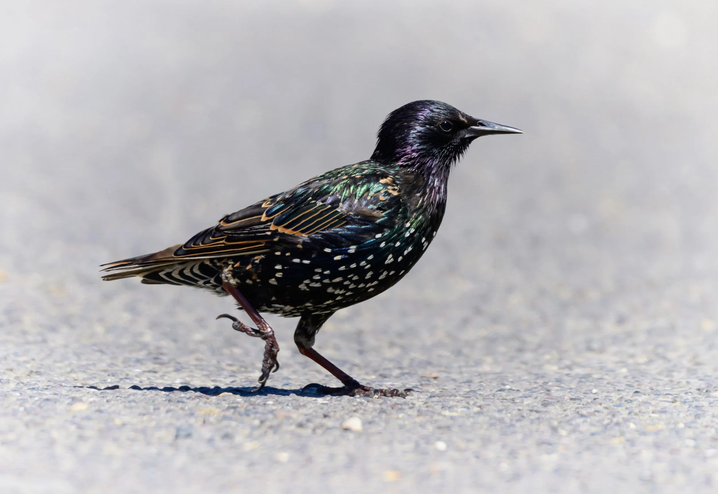 Song Birds_0006.jpg