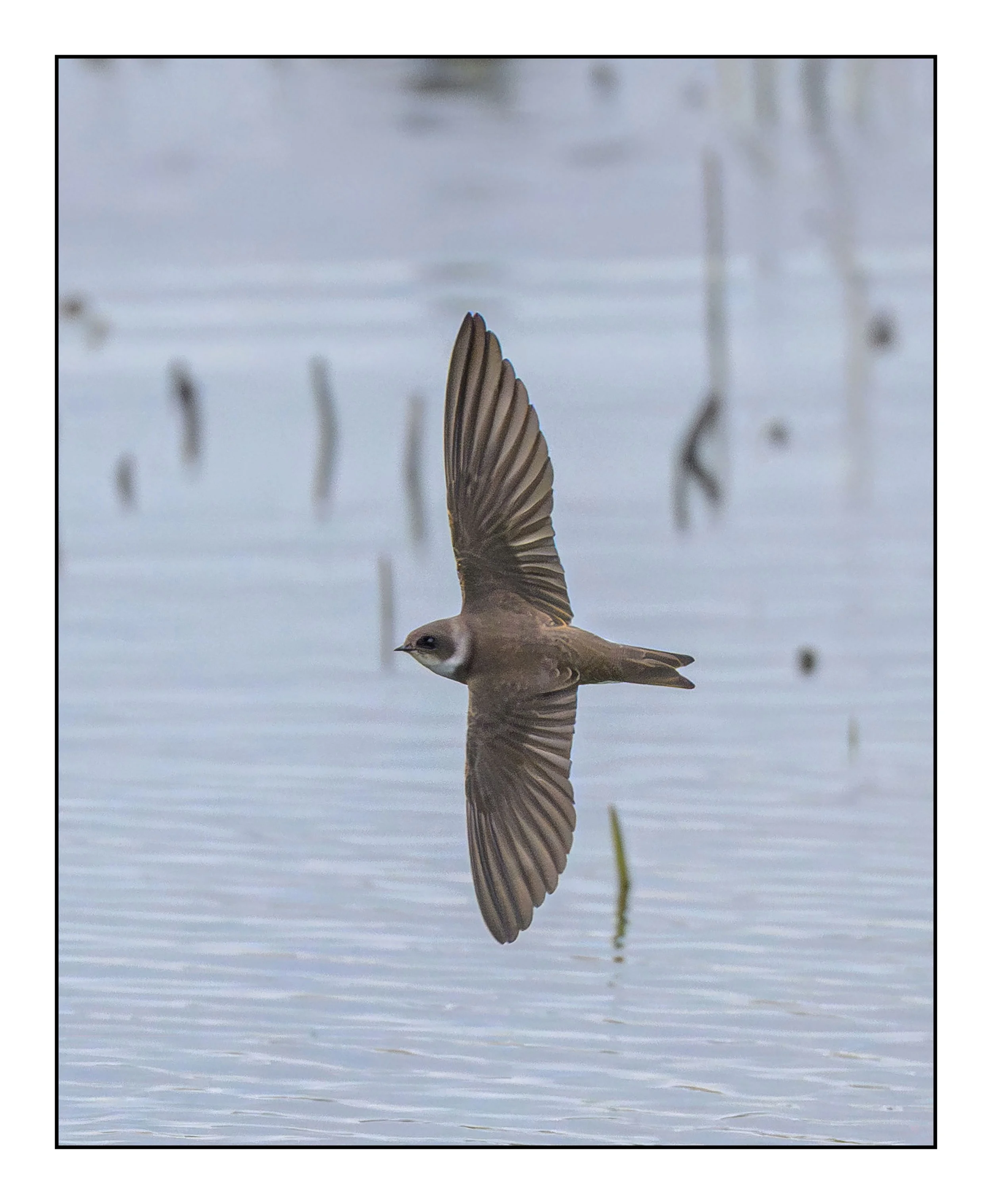 Song Birds_0028.jpg