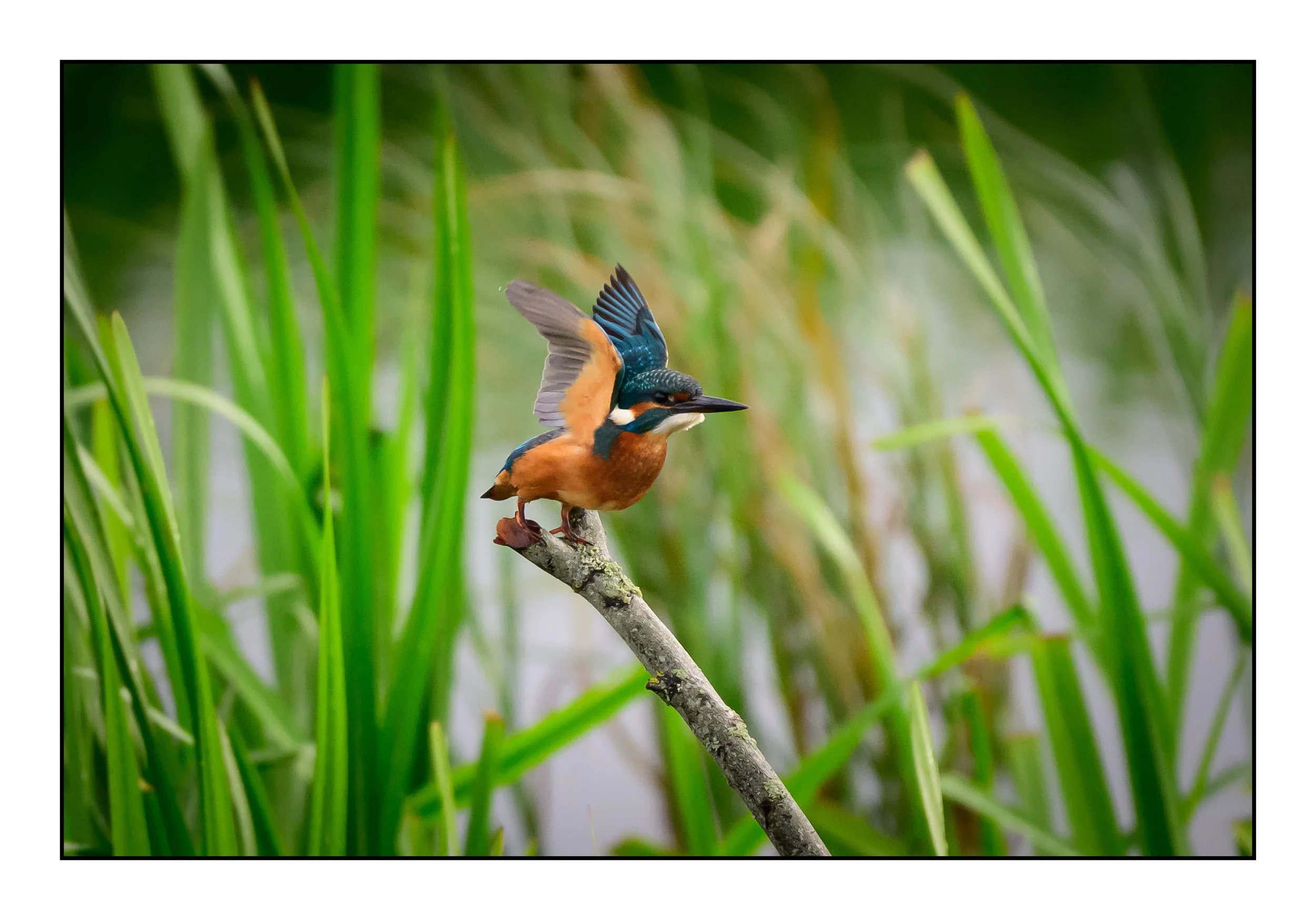 Kingfisher