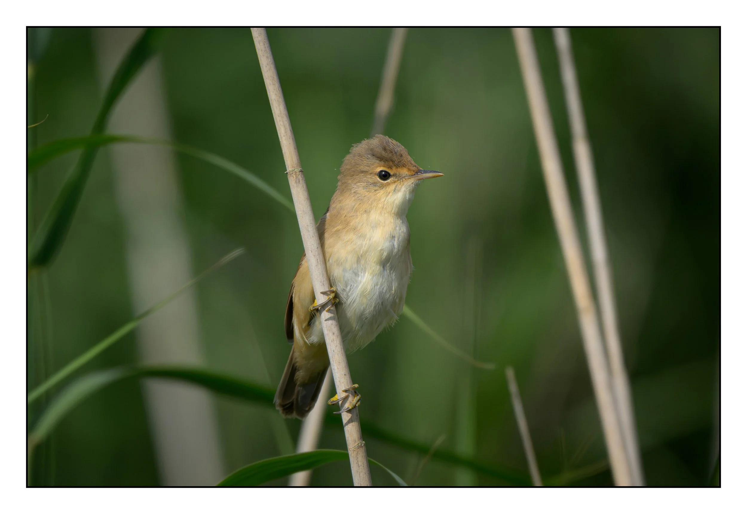 Song Birds_0058.jpg