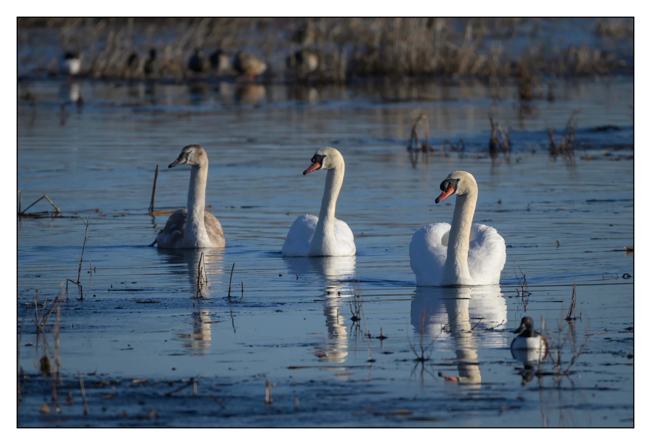 Mute Swan