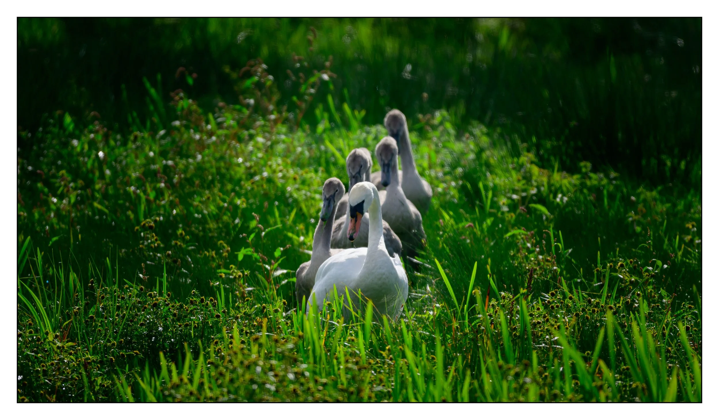 Mute Swan