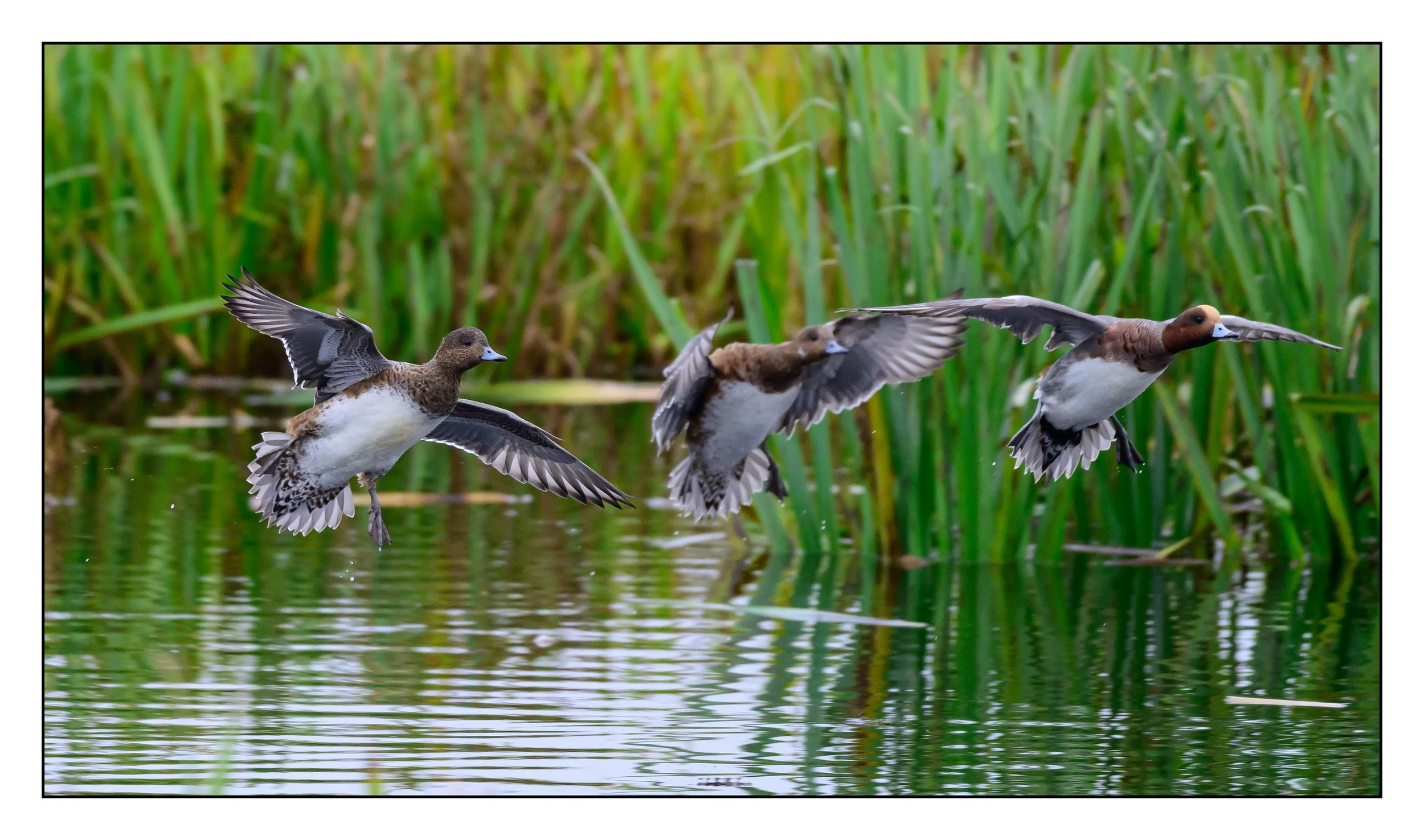 Wigeon