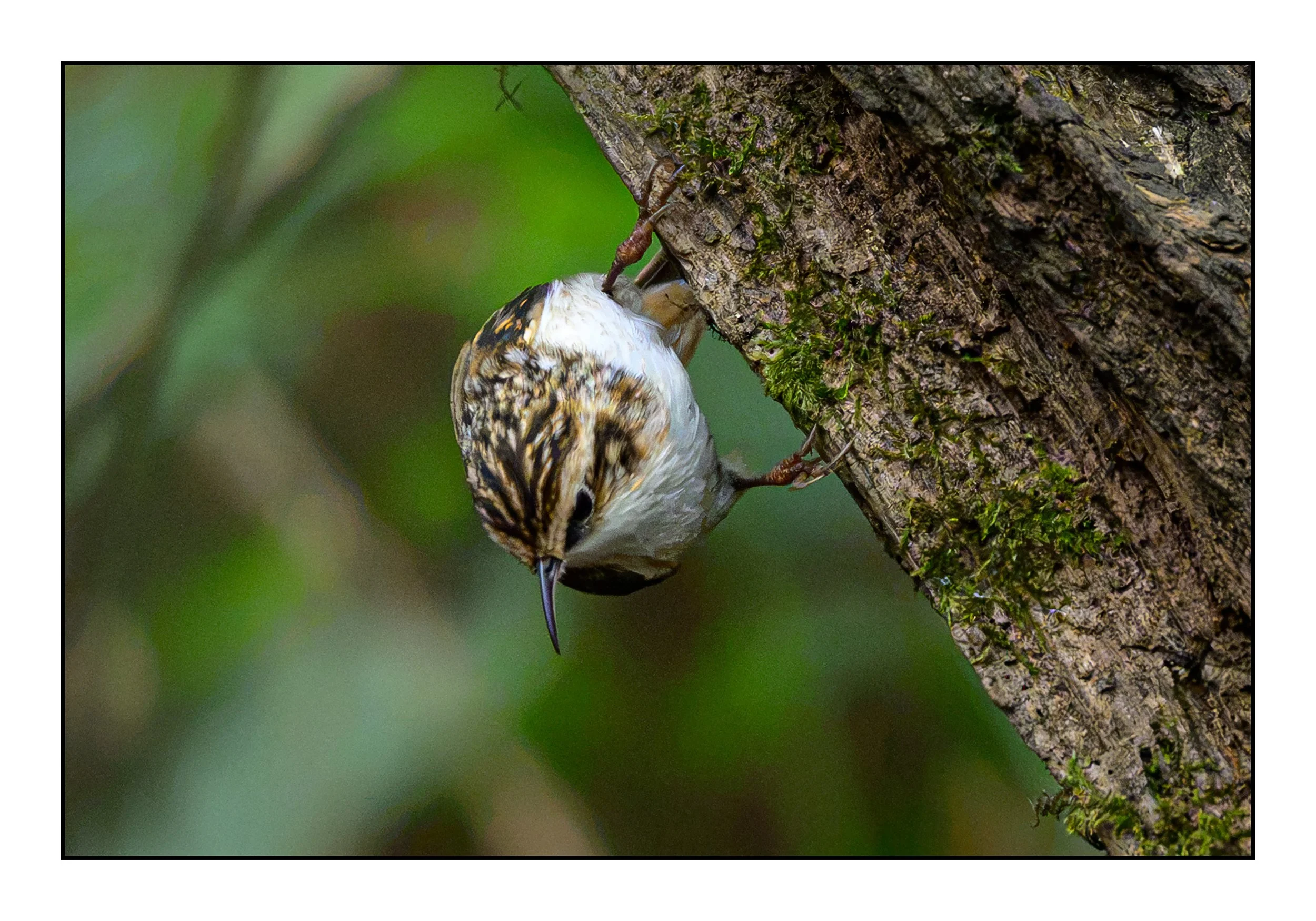 Tree Creeper