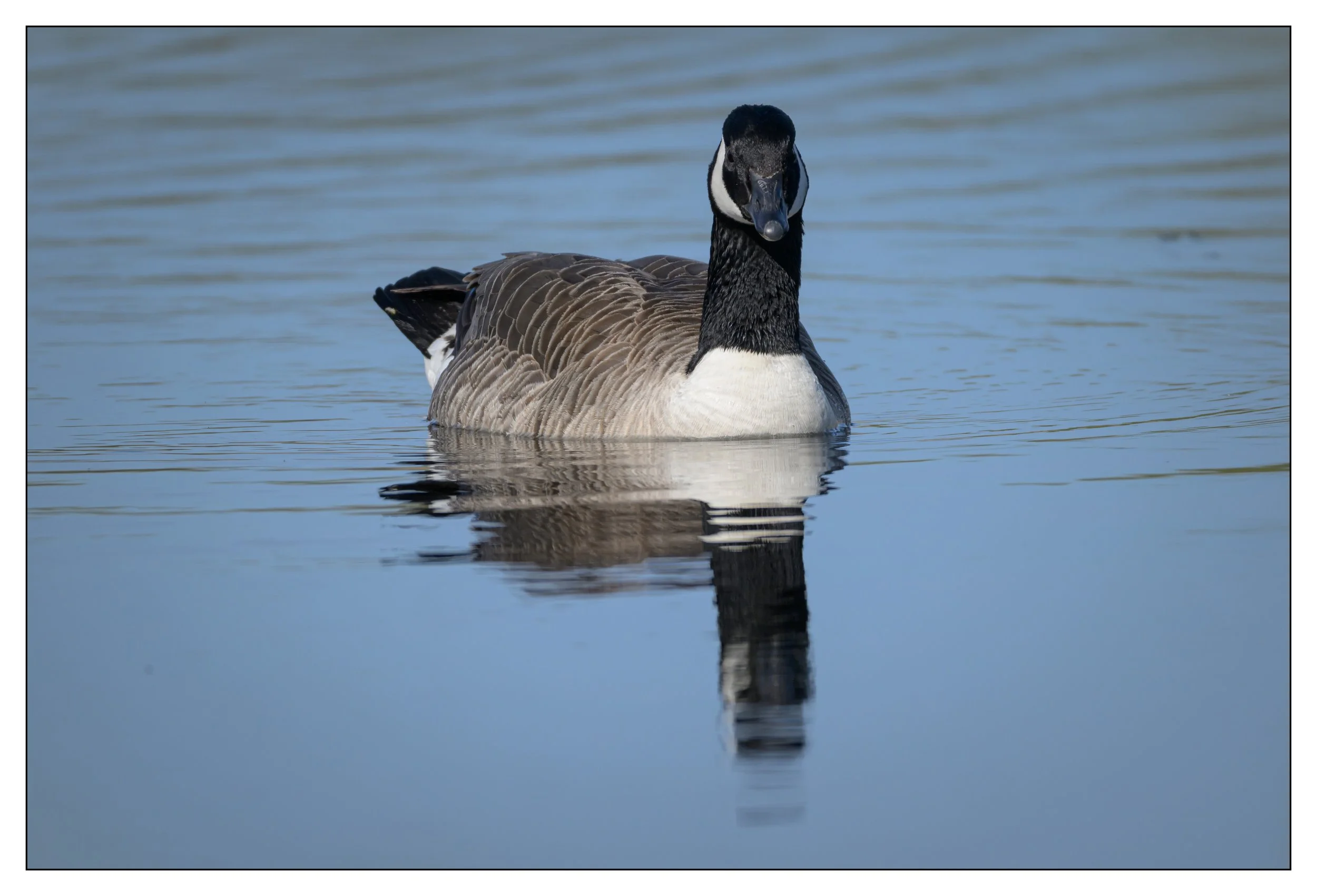Canada Goose on a lake