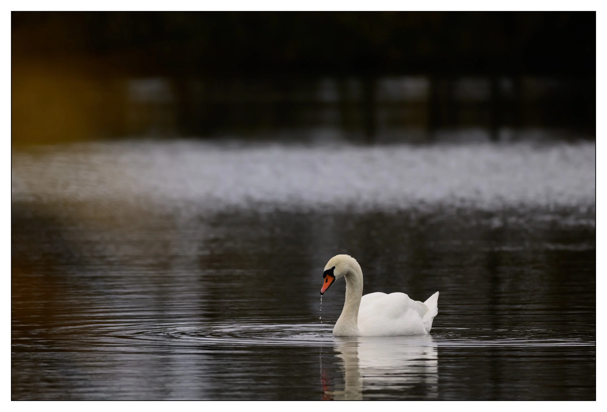 Mute Swan