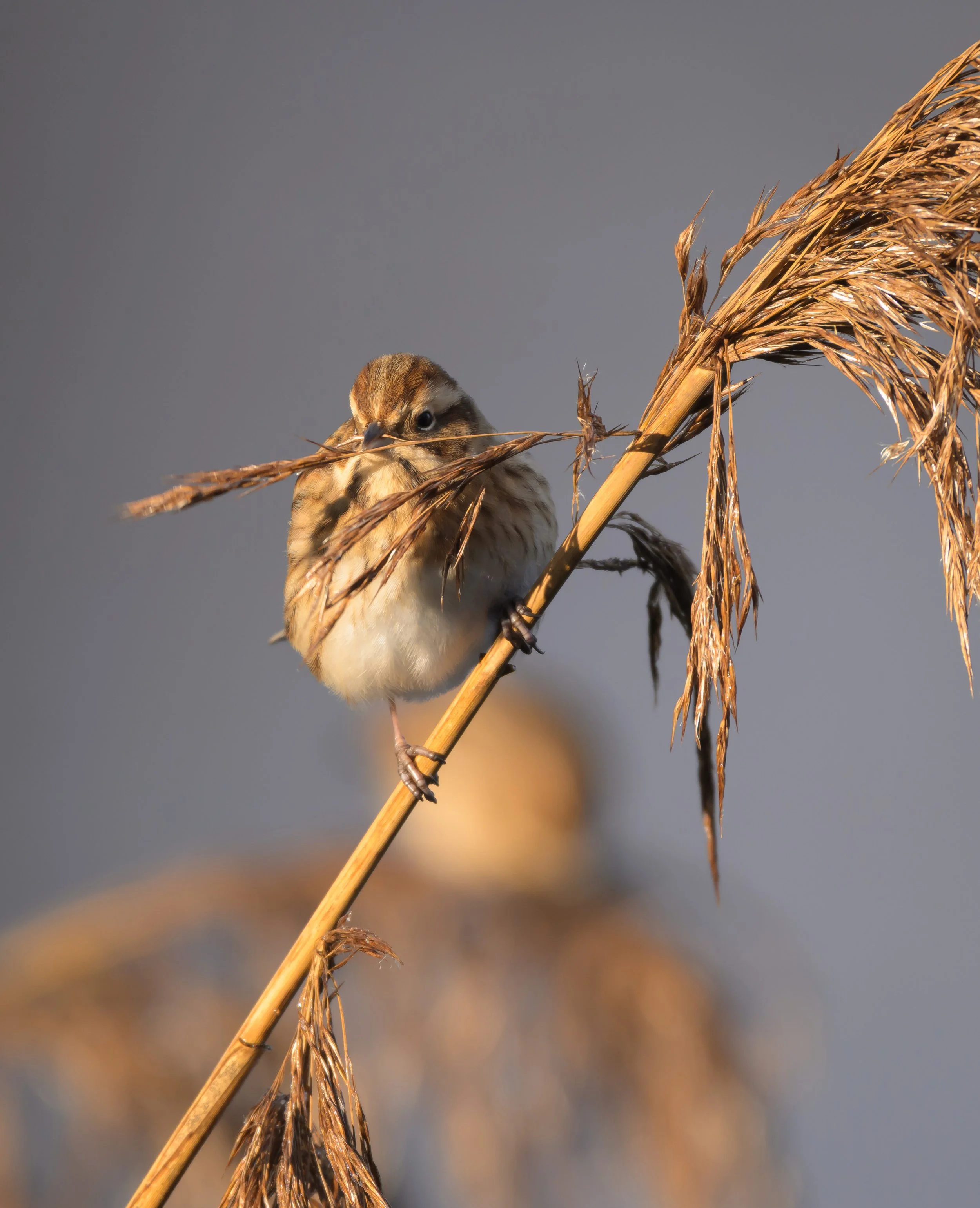 Song Birds_0022.jpg