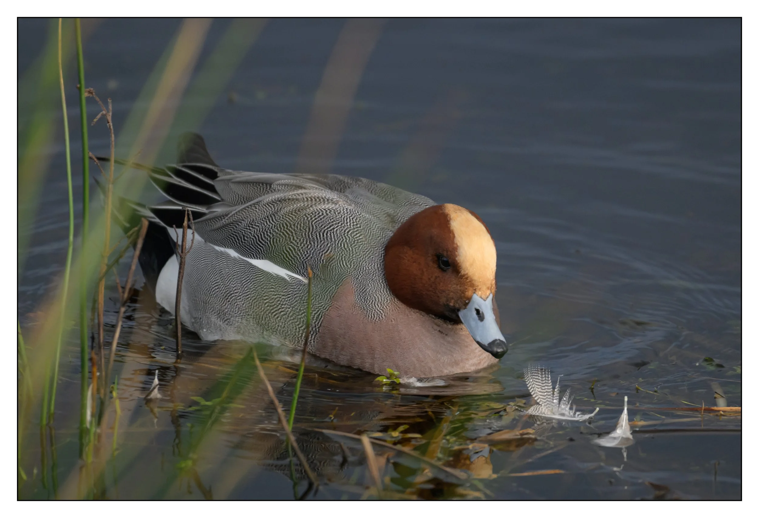Wigeon