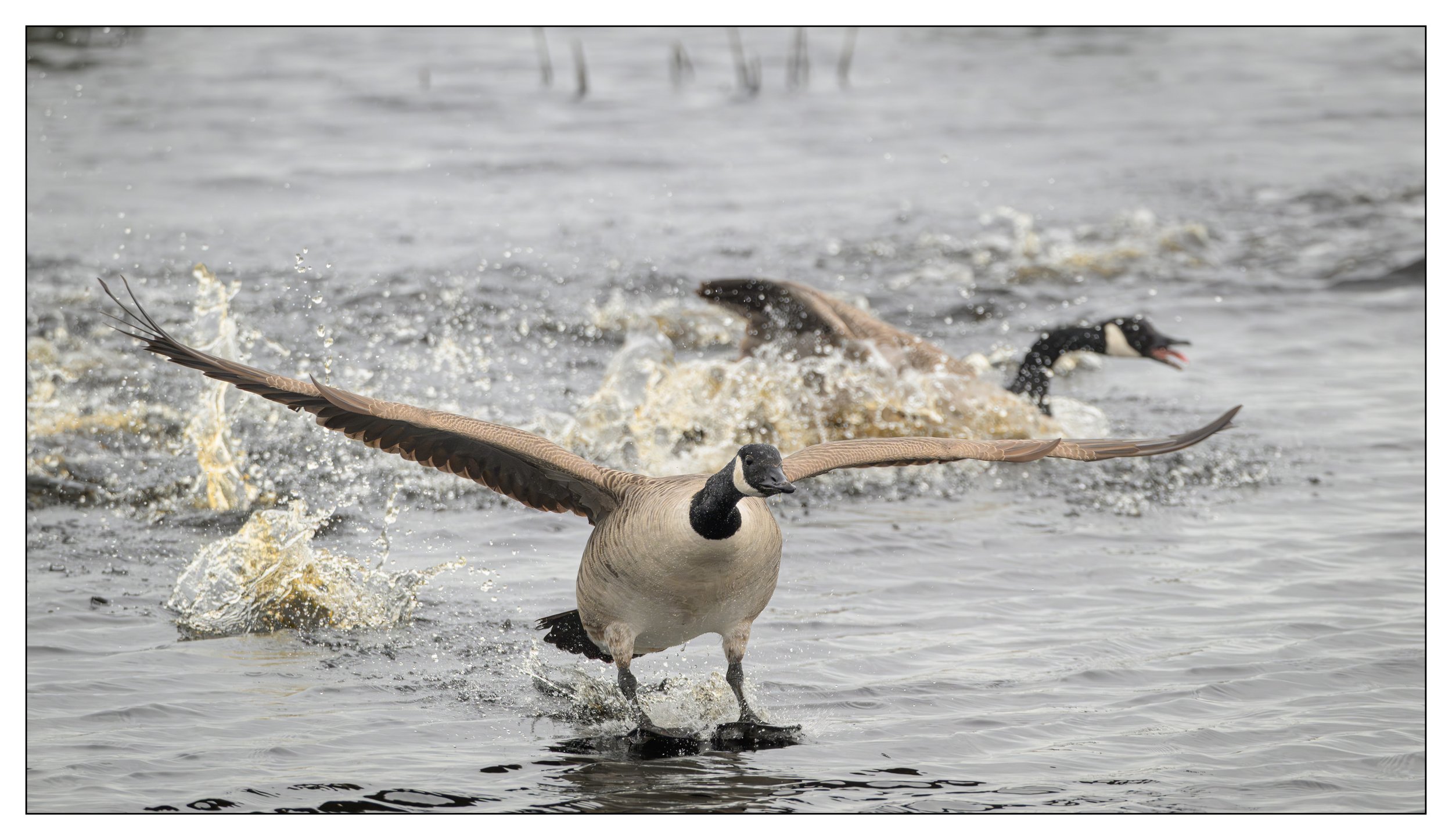 Canada Geese on a lake