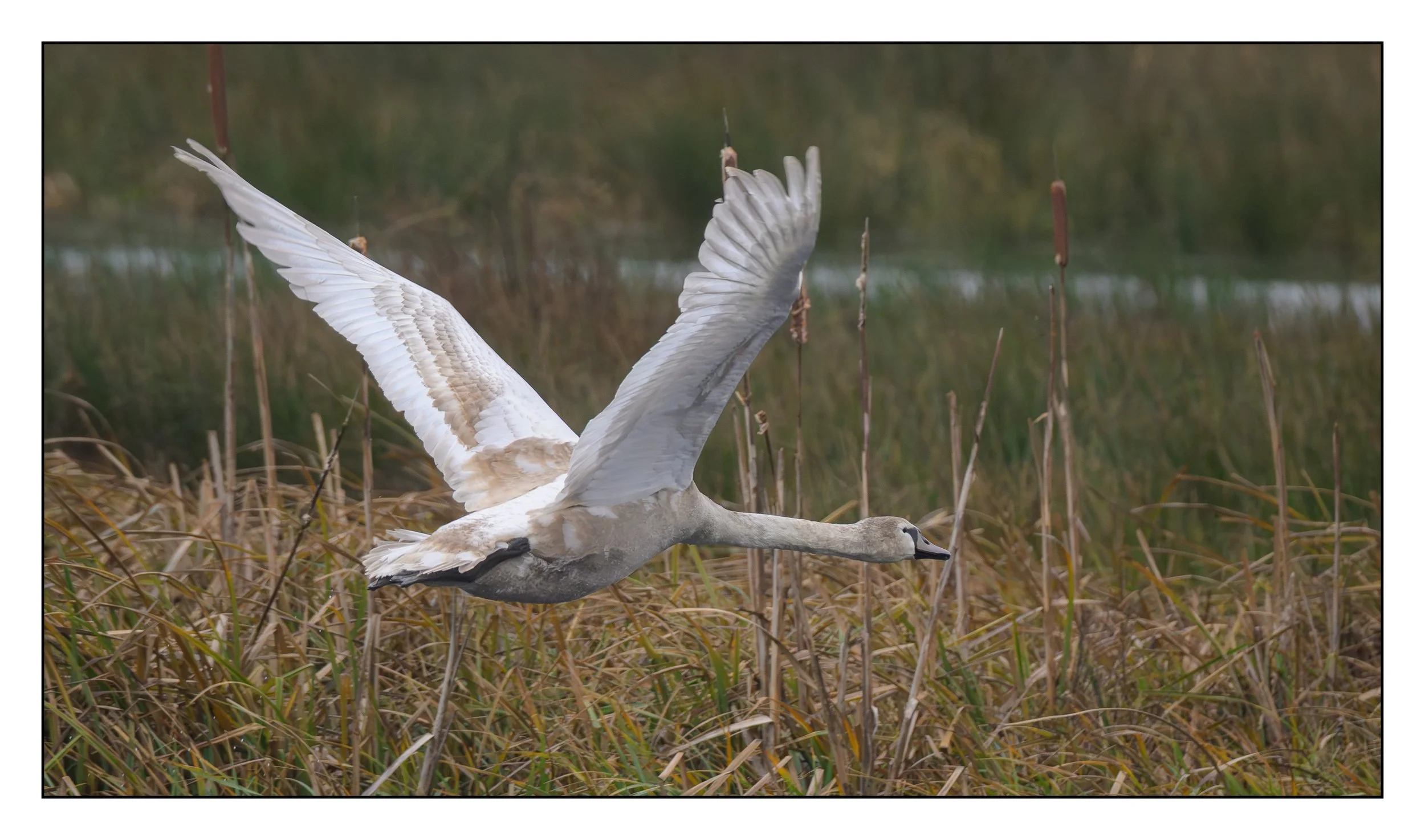 Mute Swan