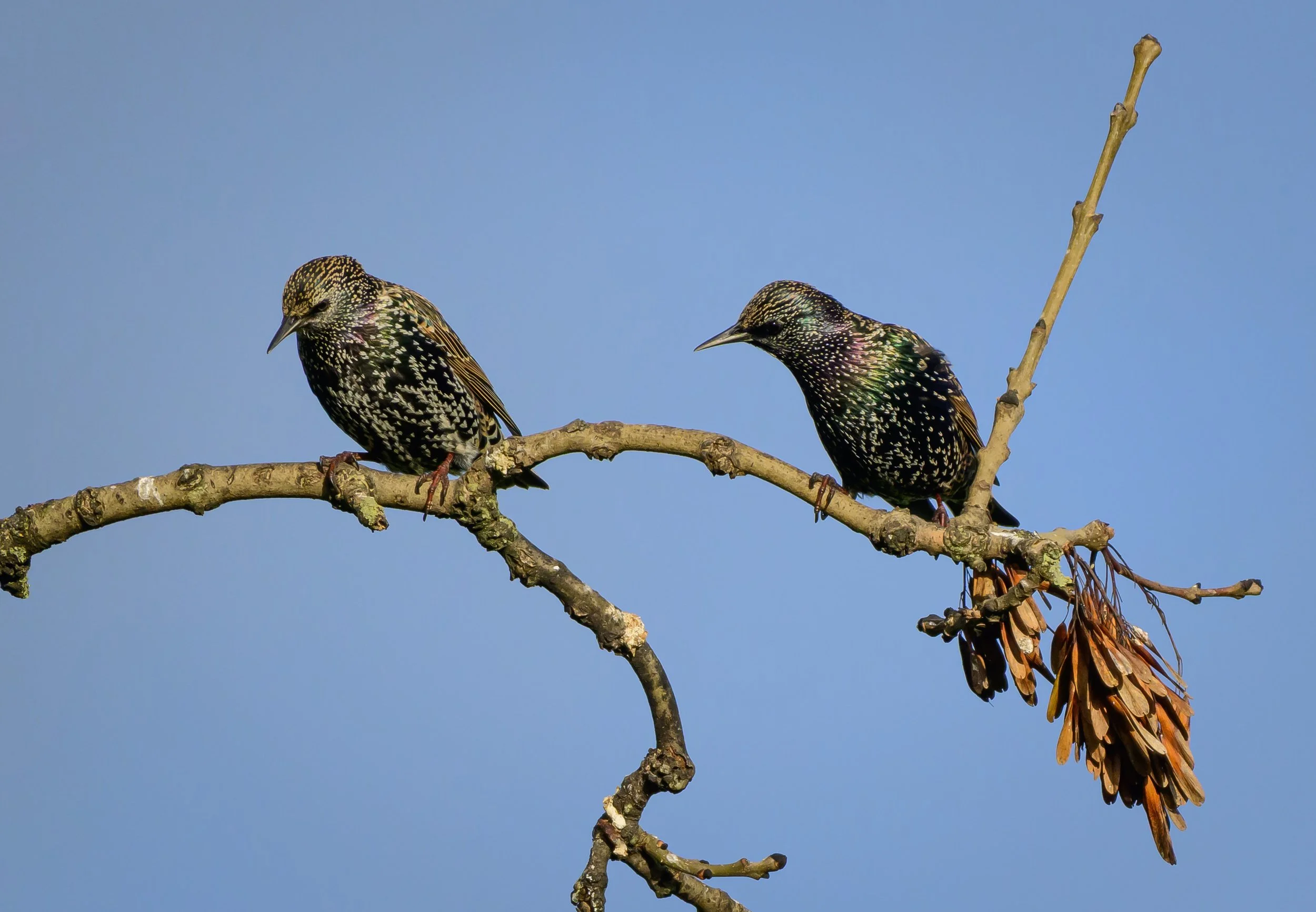 Song Birds_0014.jpg