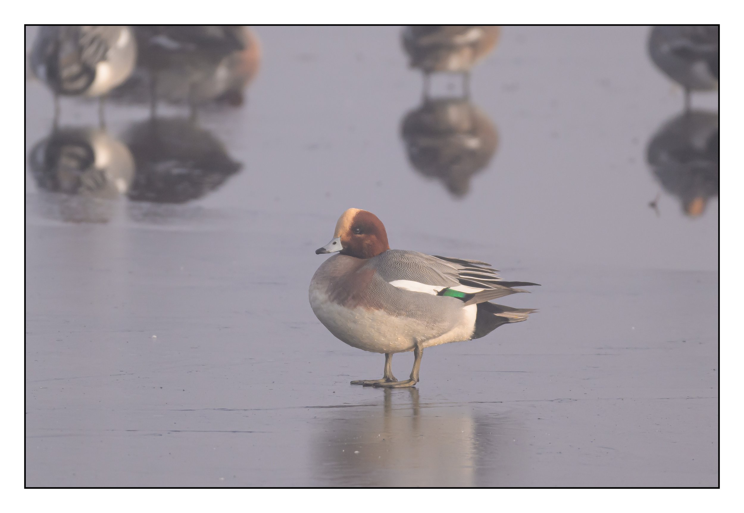 Wigeon