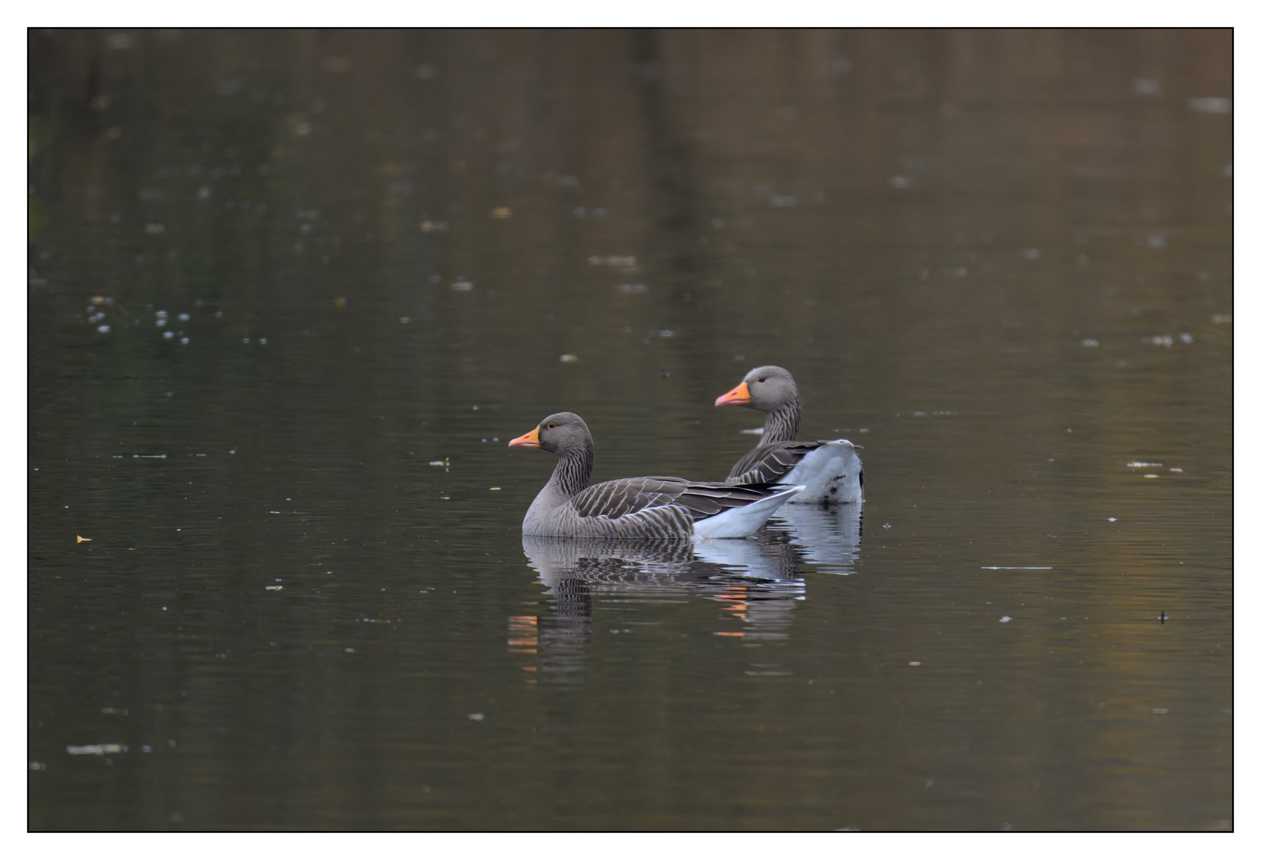 Greylag Geese