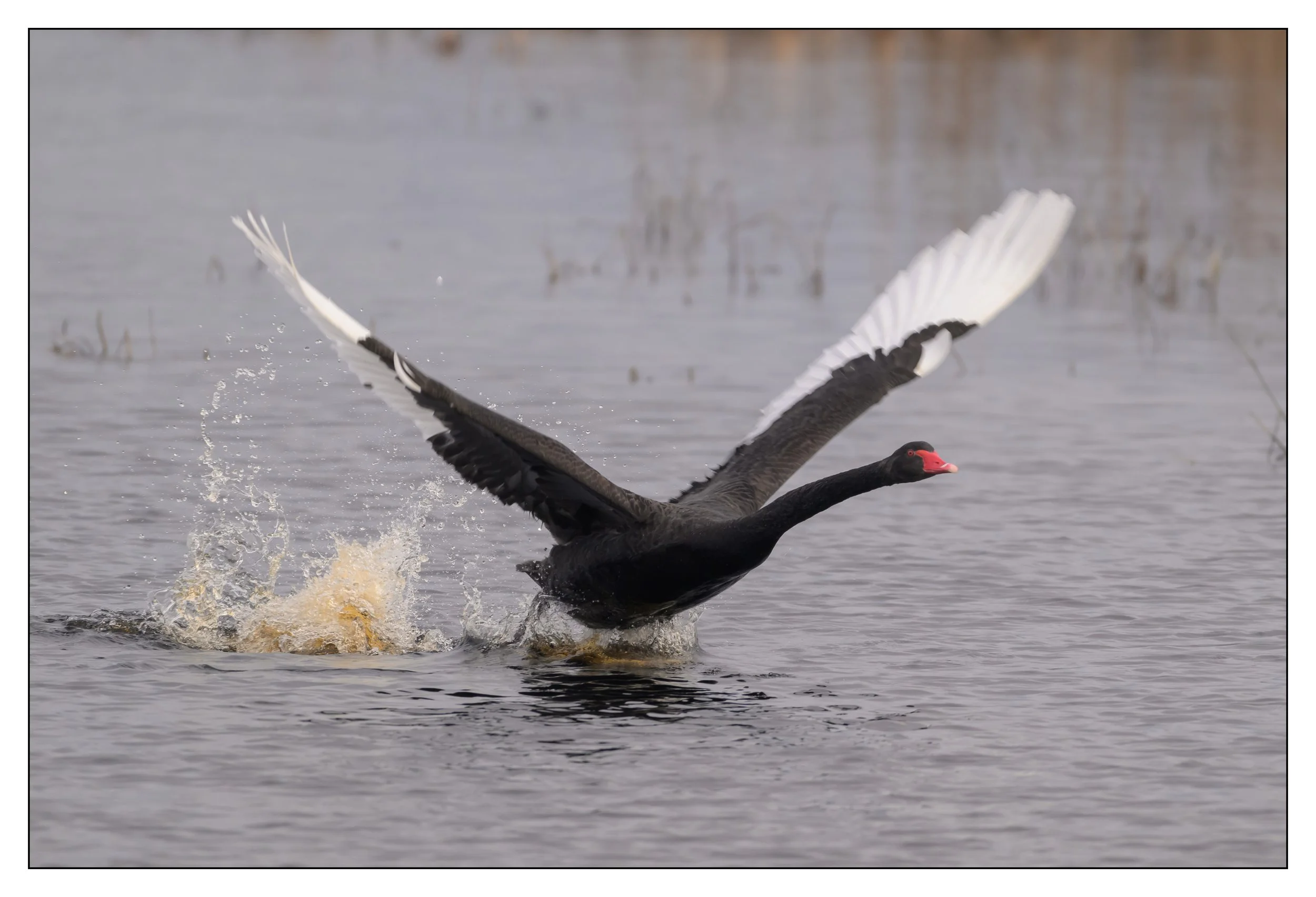 Black Swan