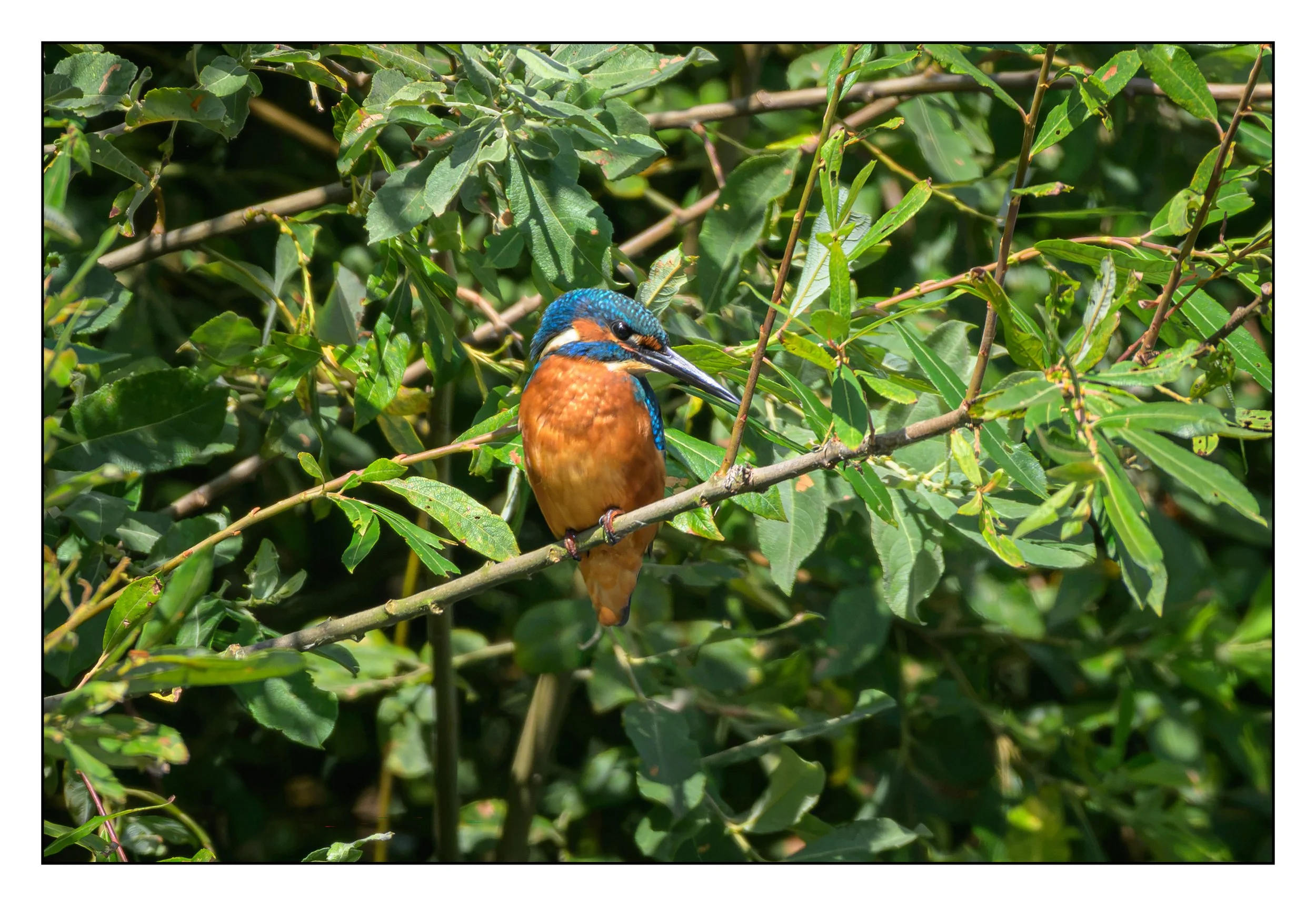 Kingfisher