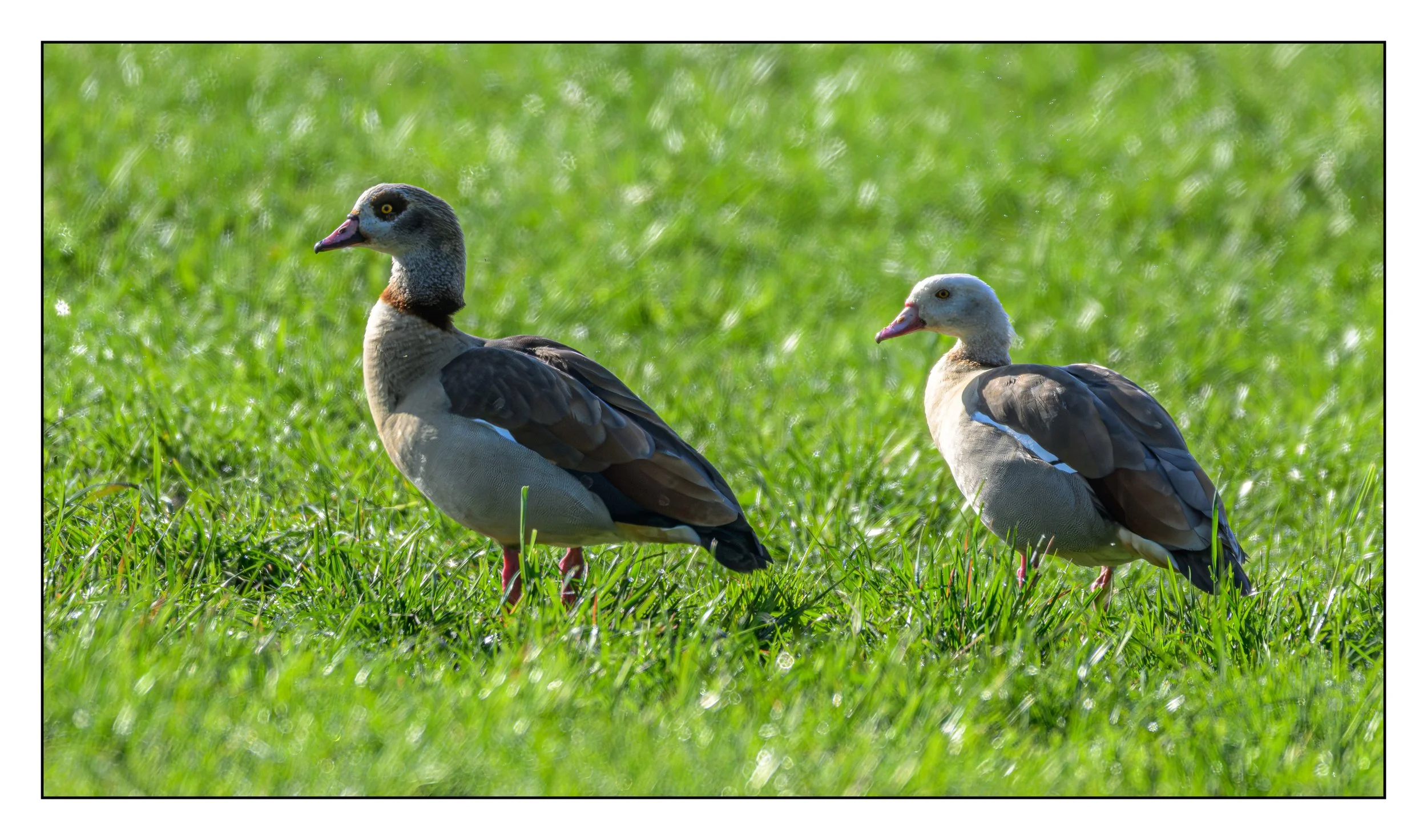 Egyptian Geese