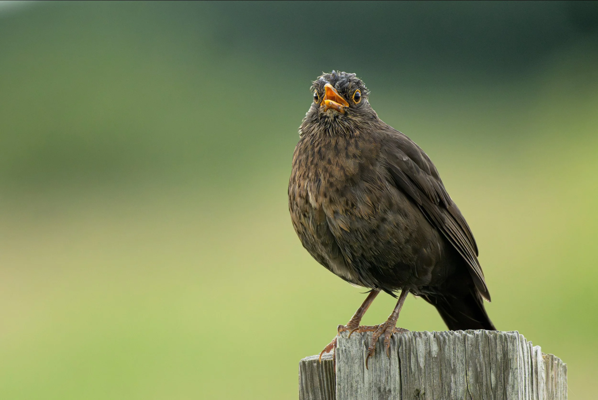 Song Birds_0043.jpg