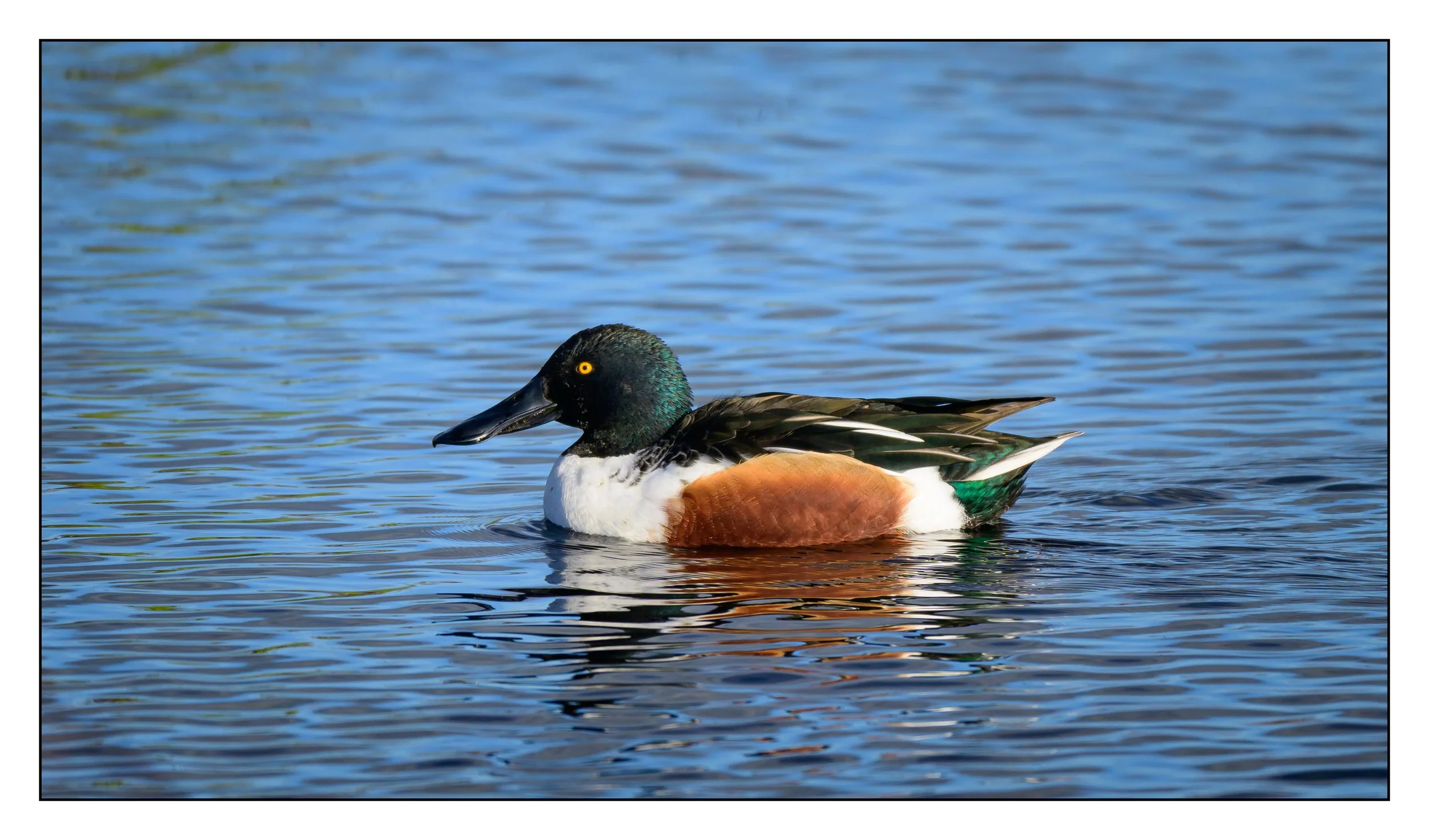 Northern Shoveler