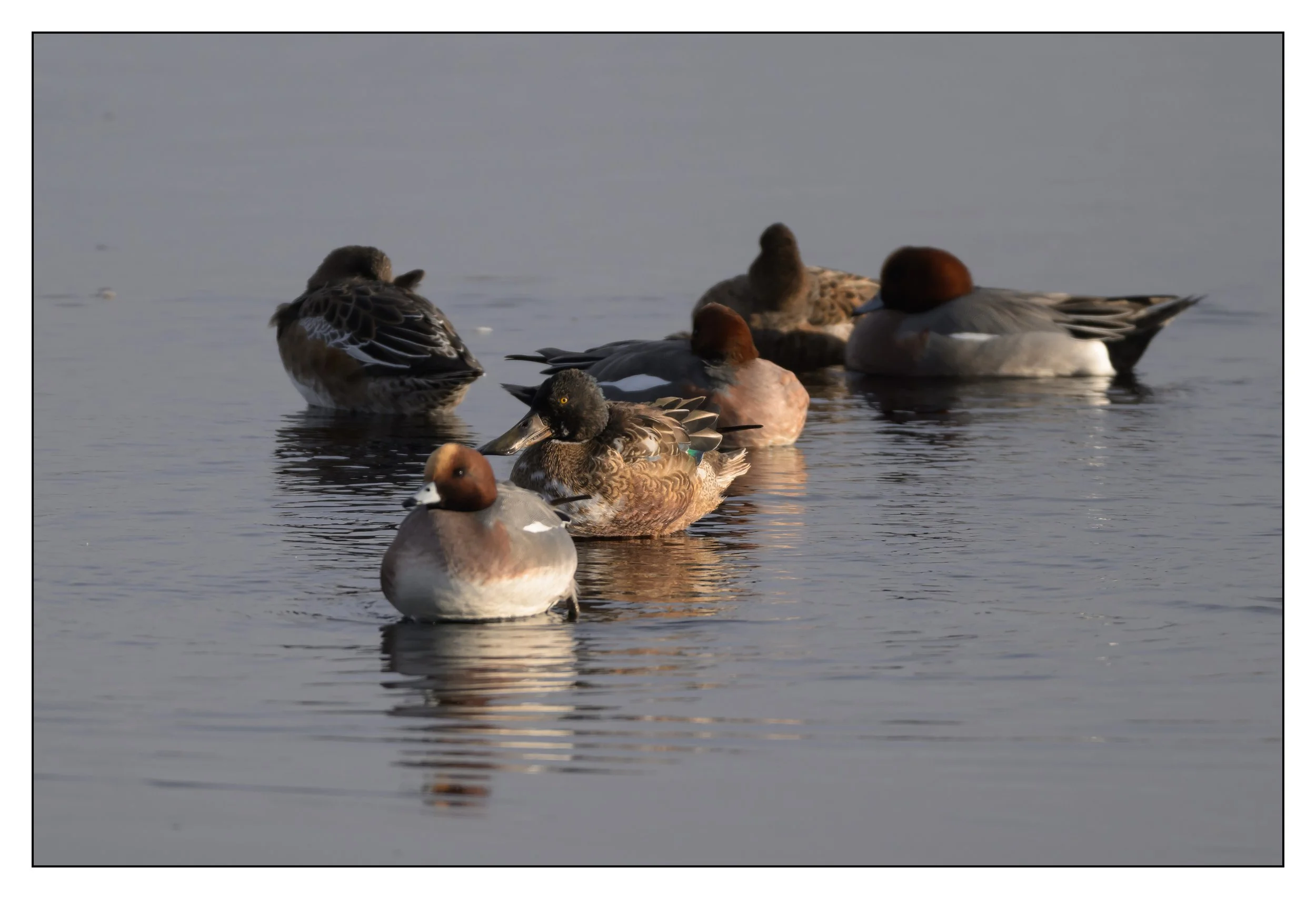 Wigeon