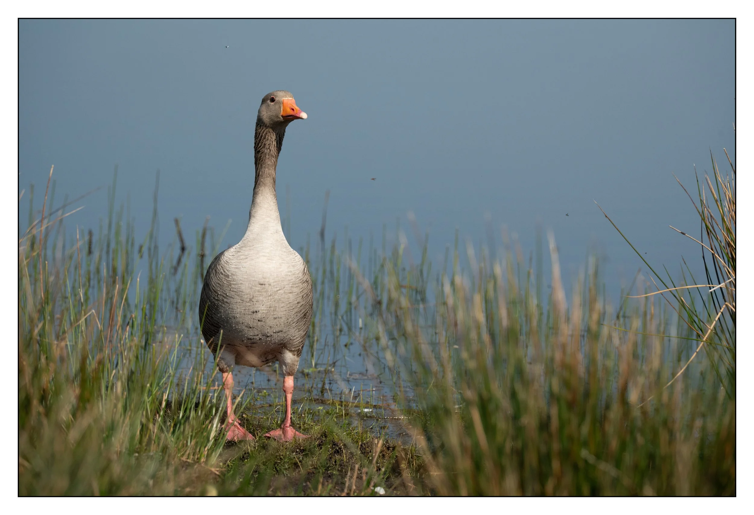 Greylag Geese