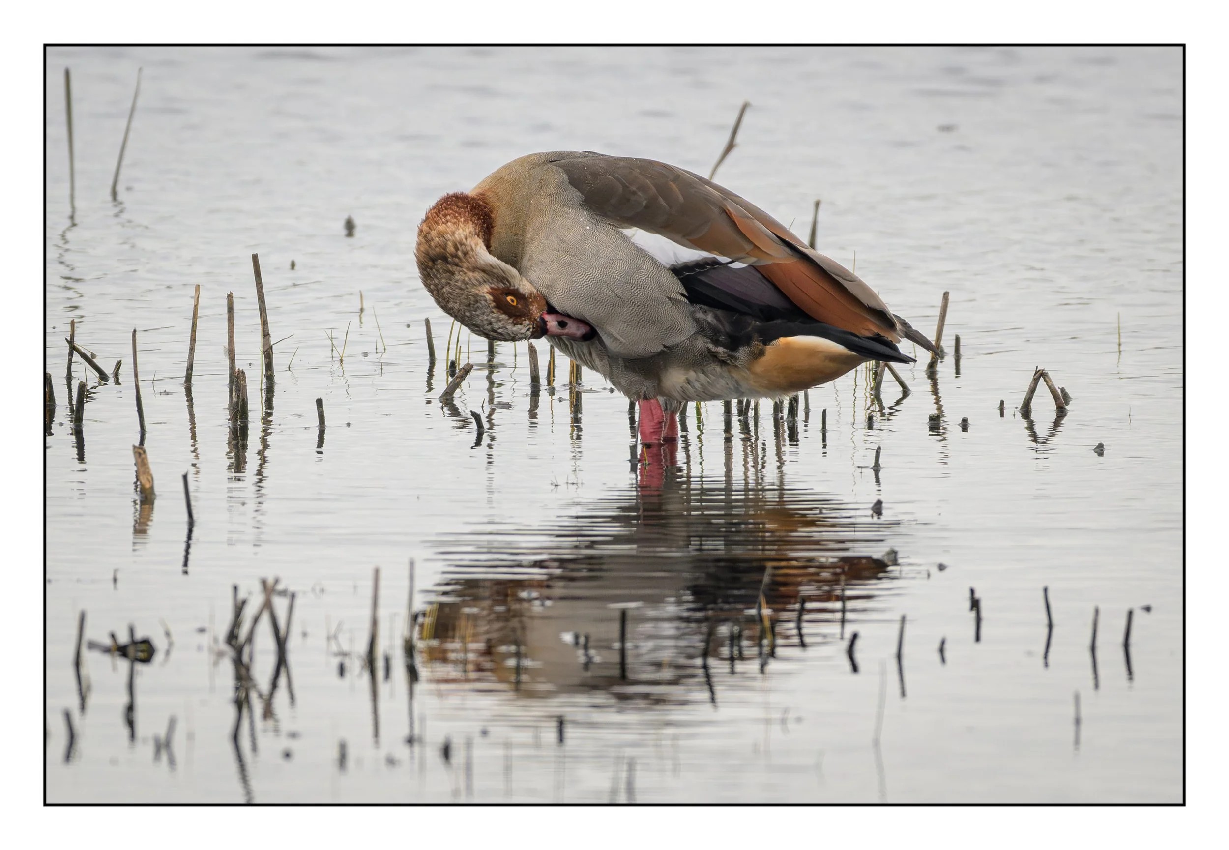 Egyptian Geese