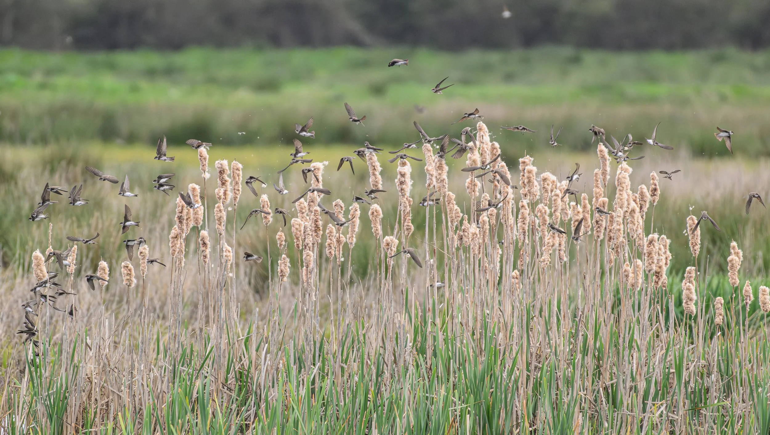 Song Birds_0027.jpg
