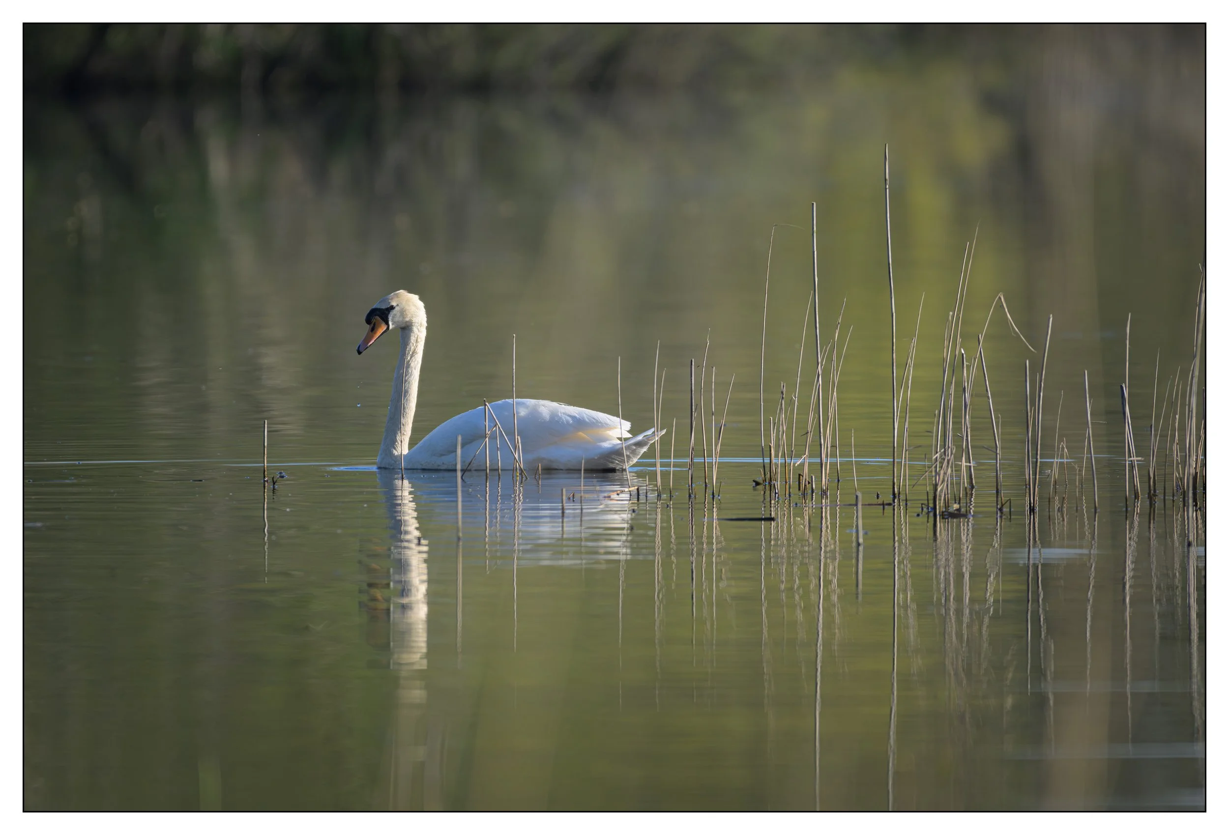 Mute Swan