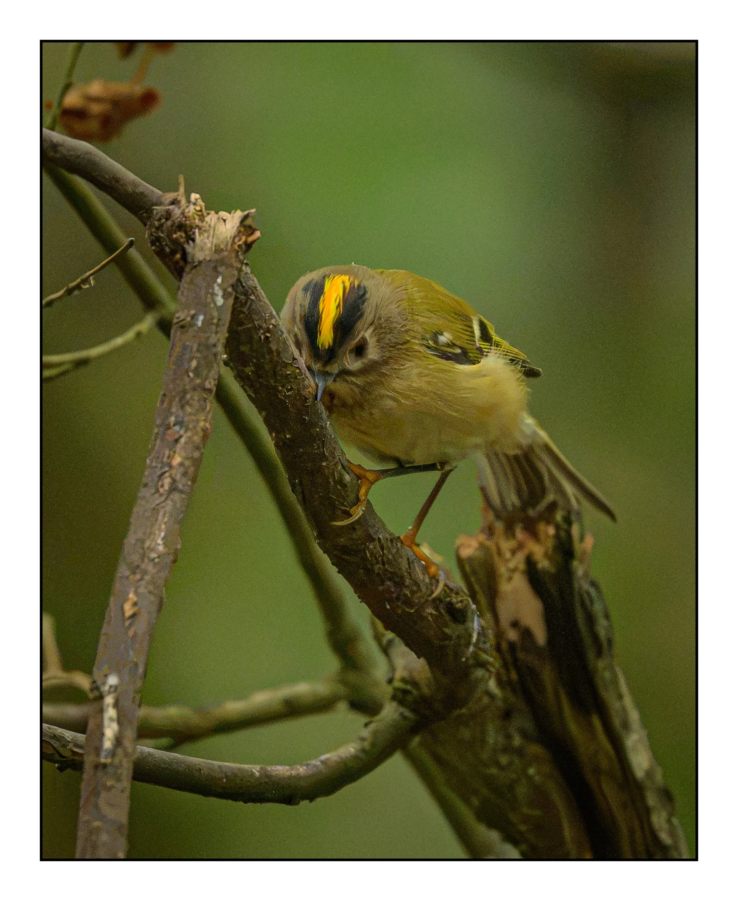 Goldcrest