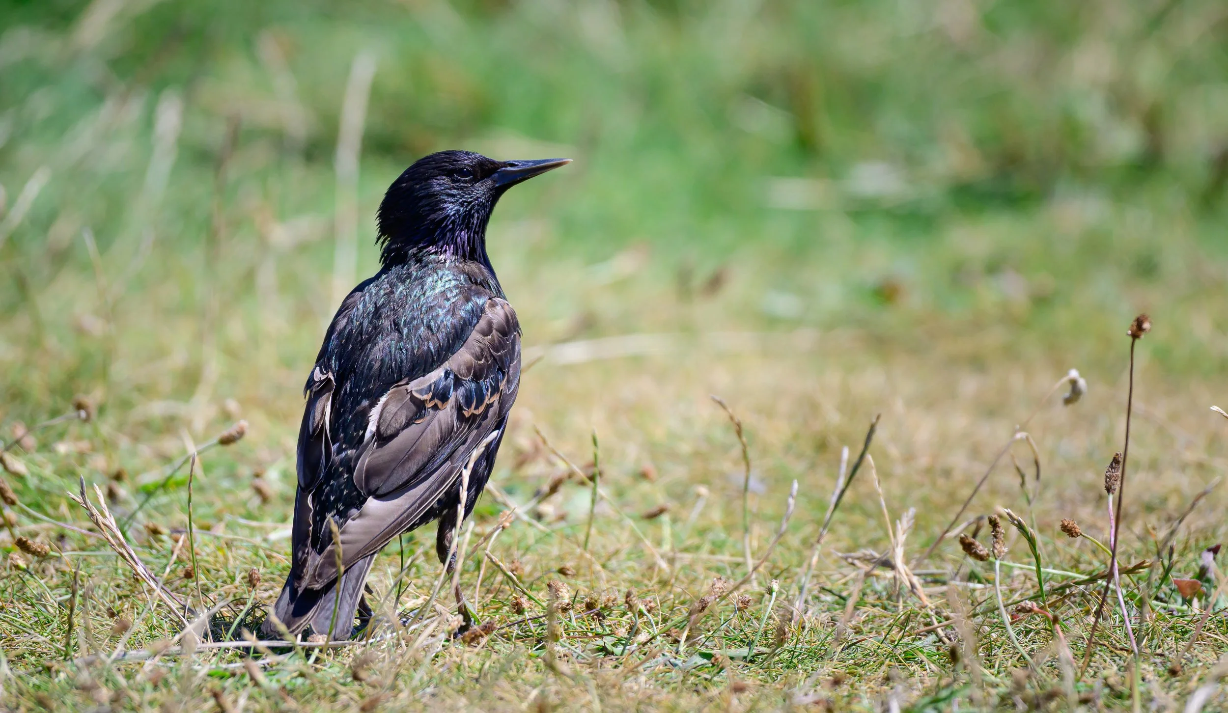 Song Birds_0002.jpg