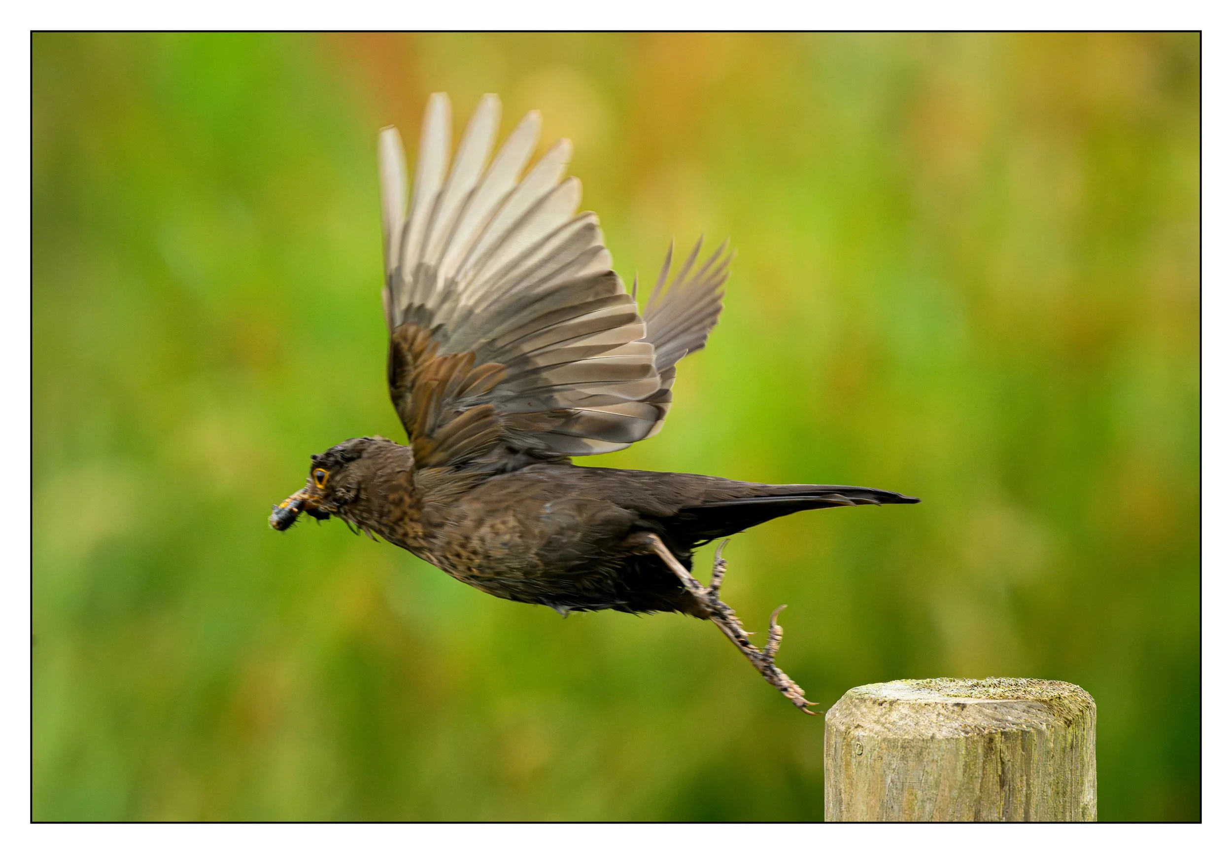 Song Birds_0042.jpg