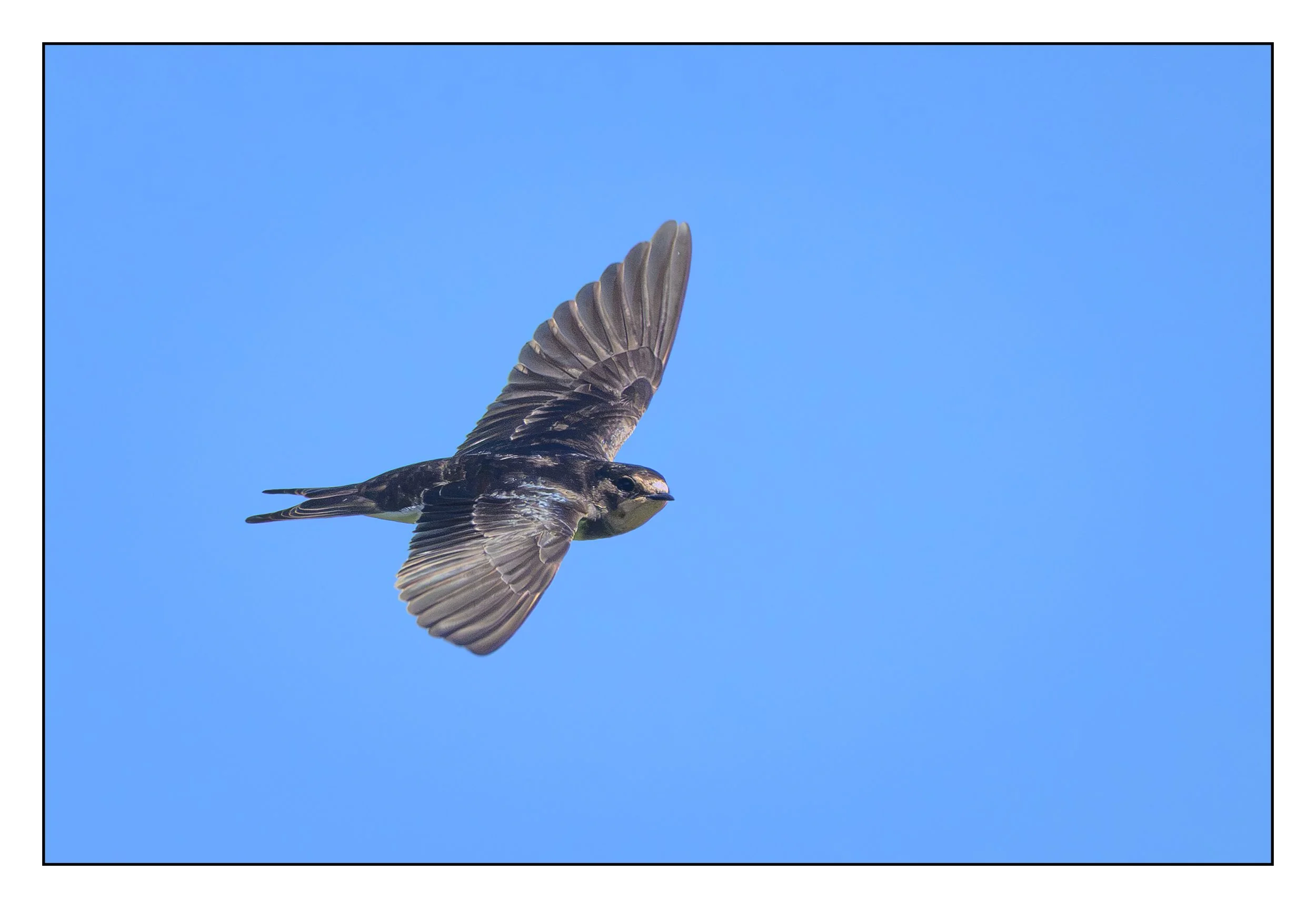 House Martin