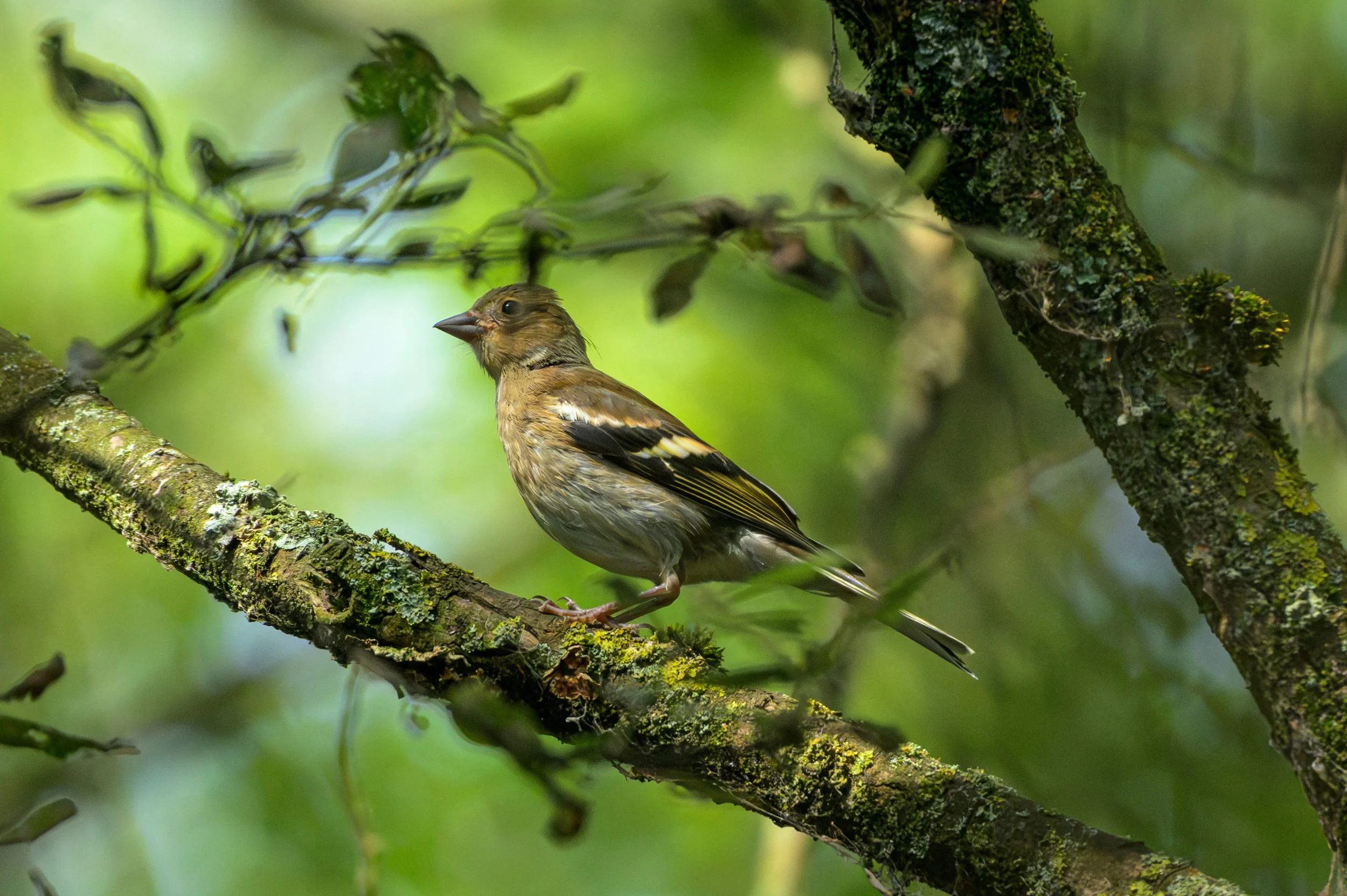 Song Birds_0046.jpg