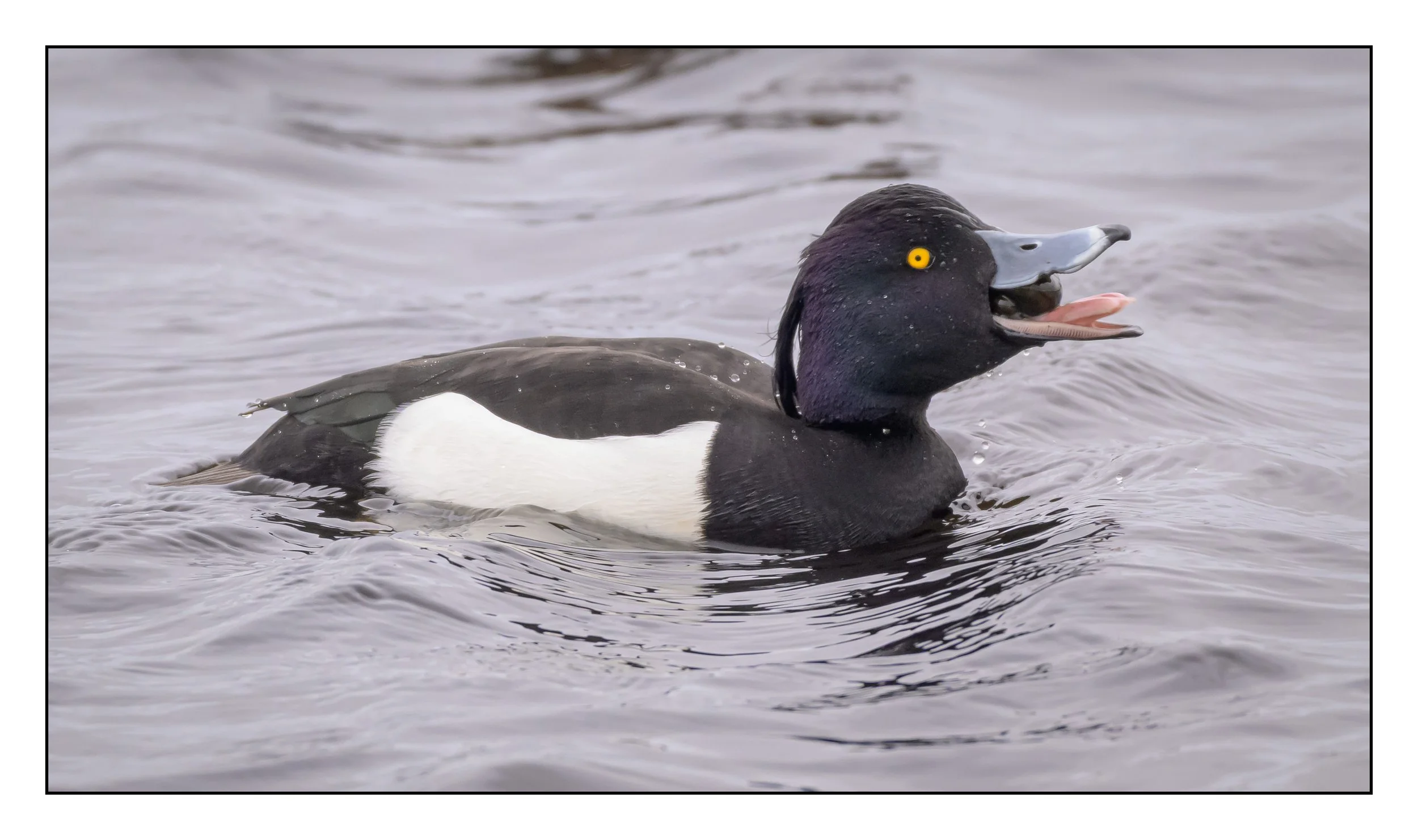 Tufted Duck