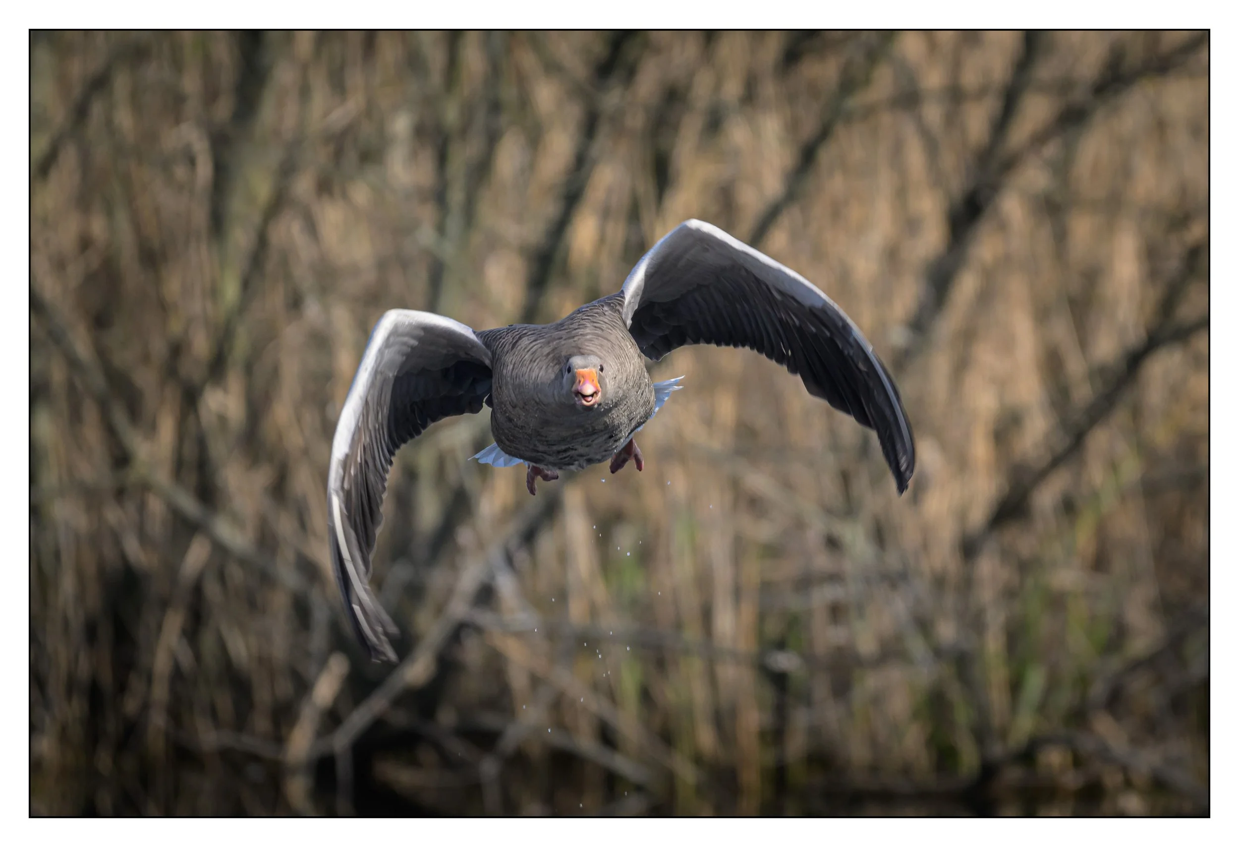 Greylag Geese