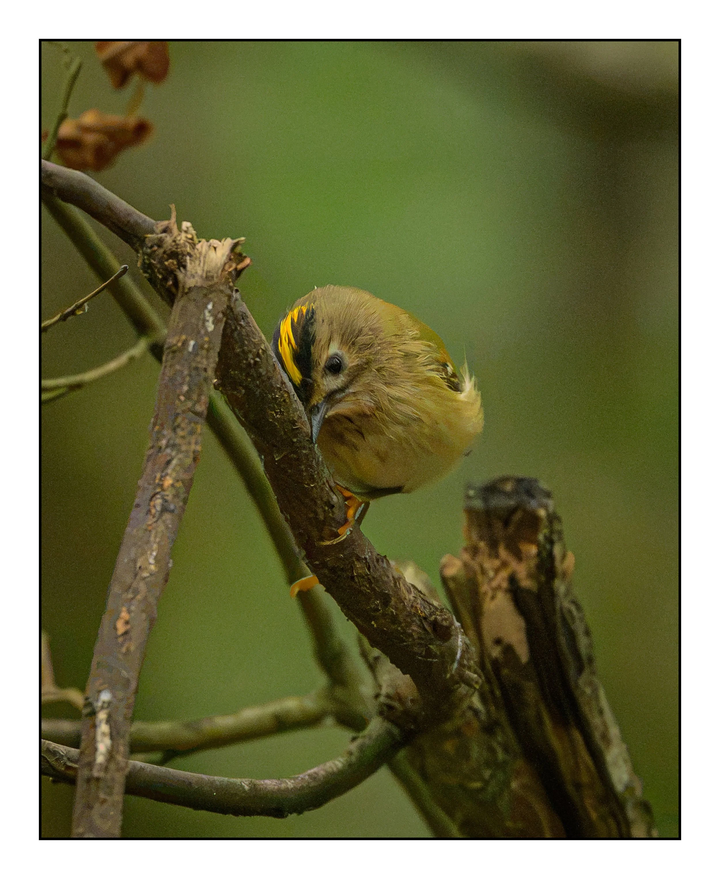 Goldcrest