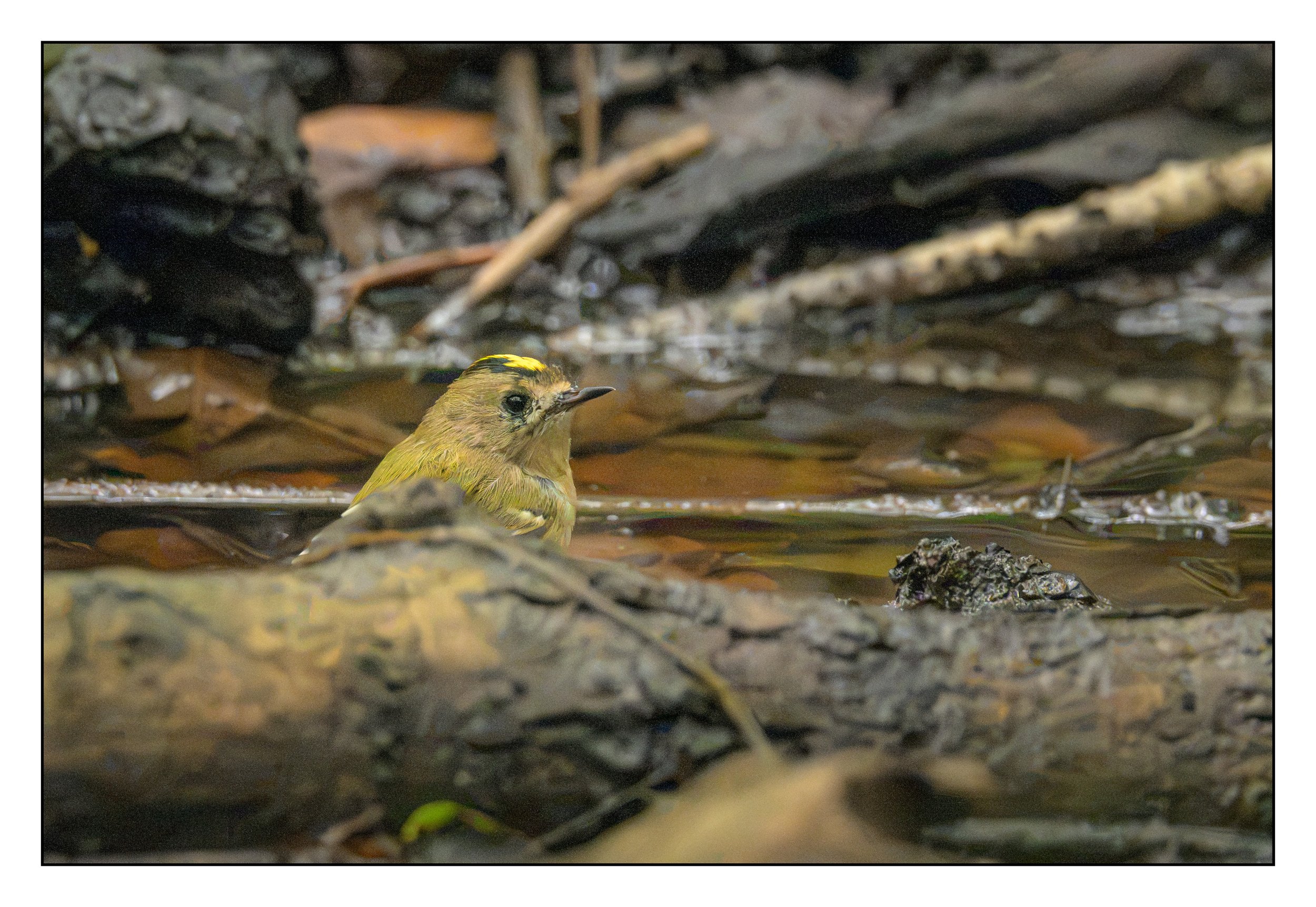 Goldcrest