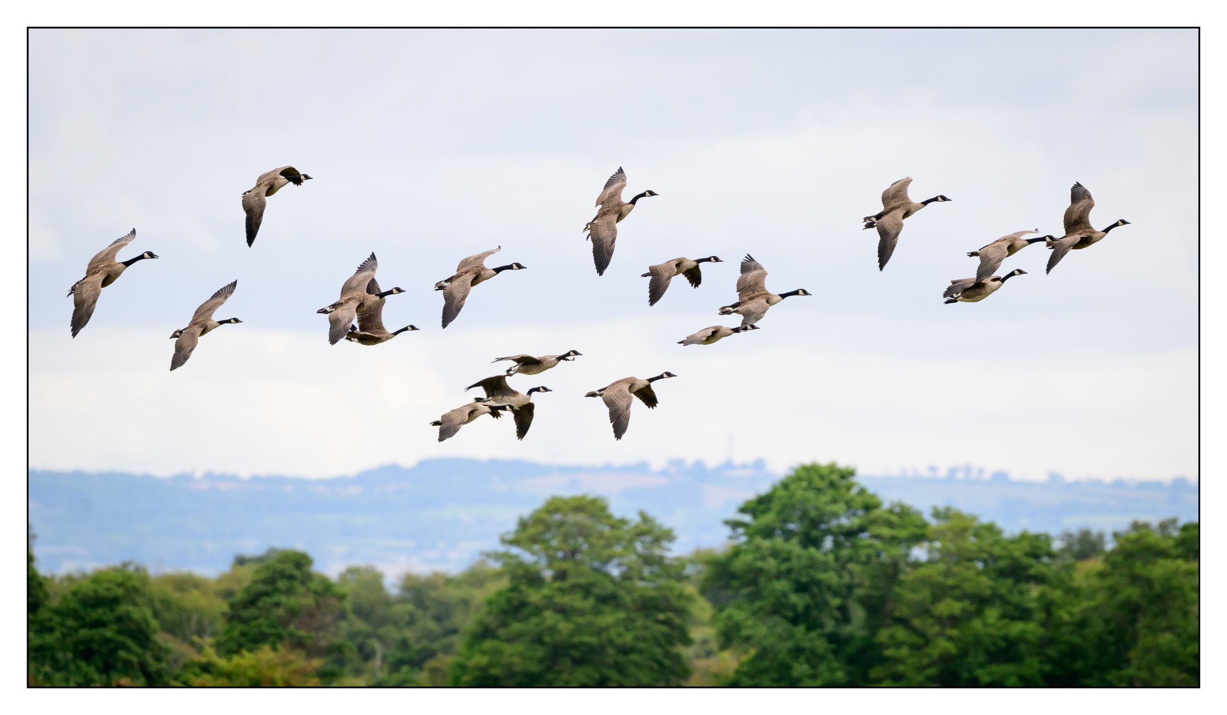 Canada Geese in flight