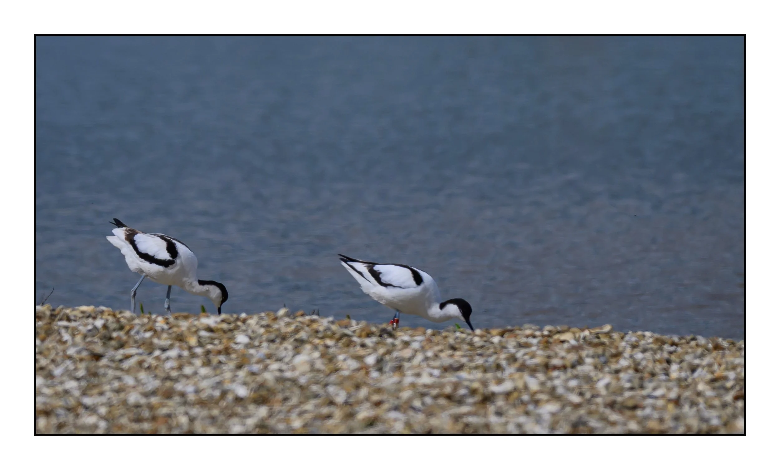 Pied Avocet