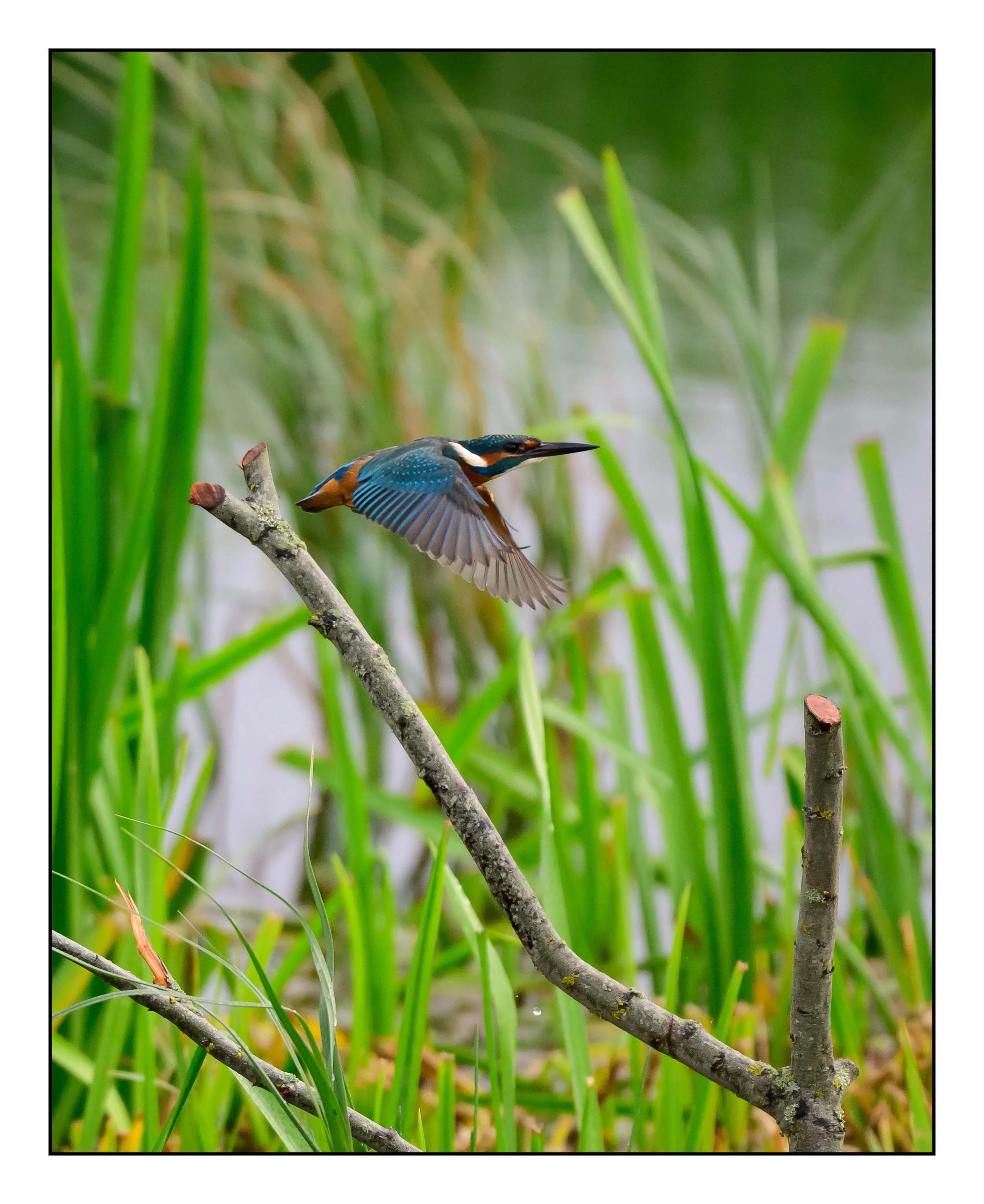 Kingfisher