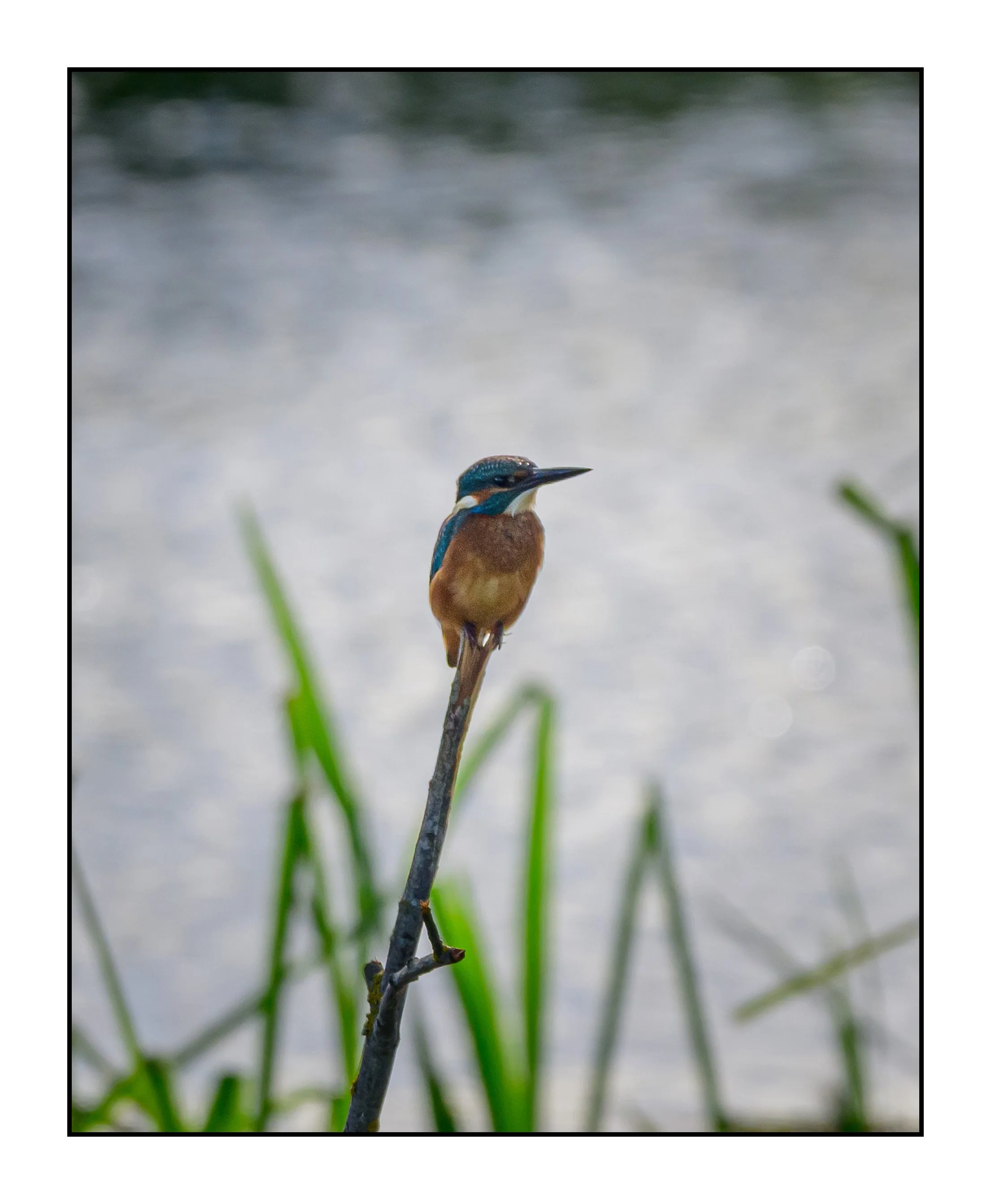 Kingfisher