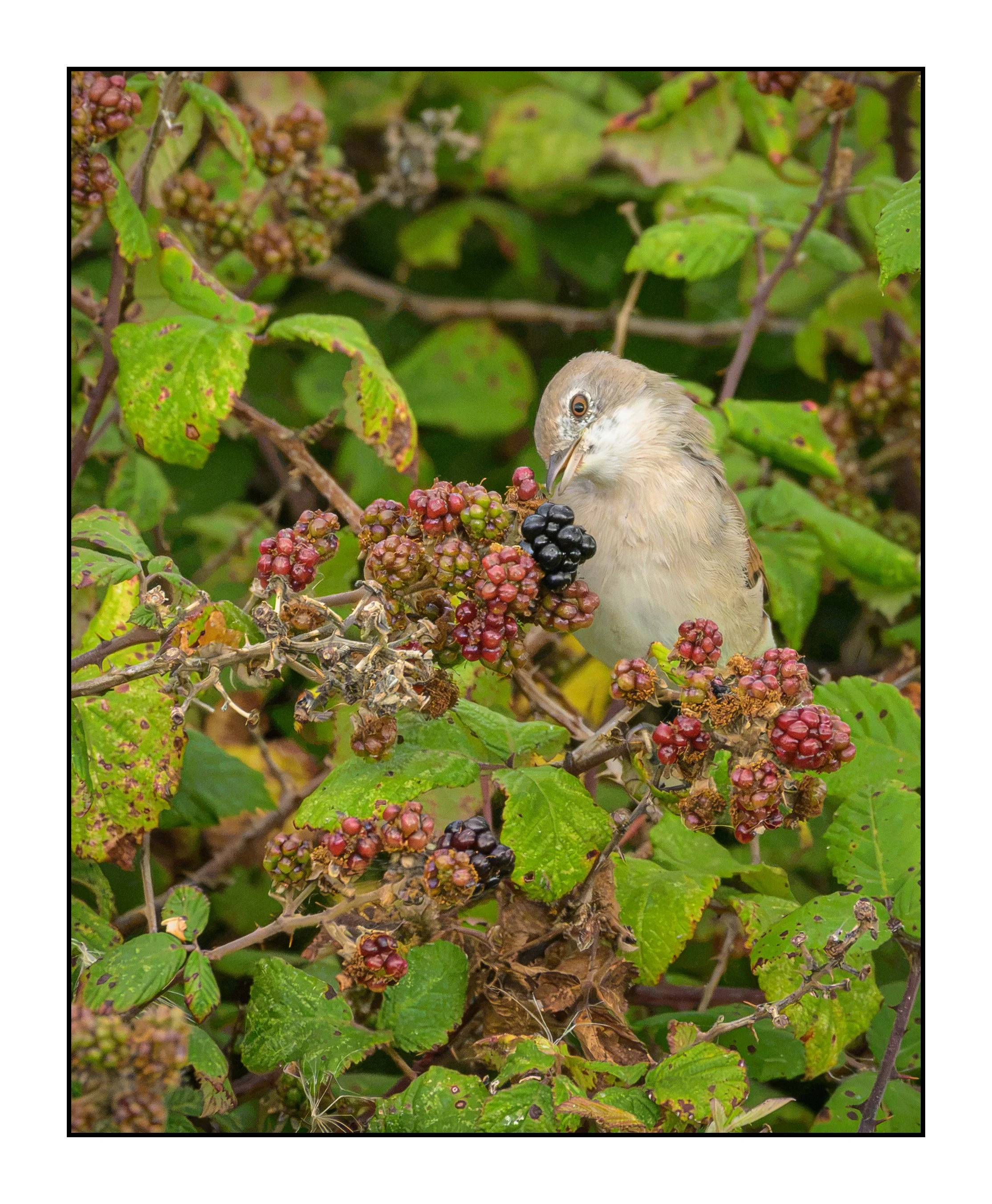 Whitethroat Warbler