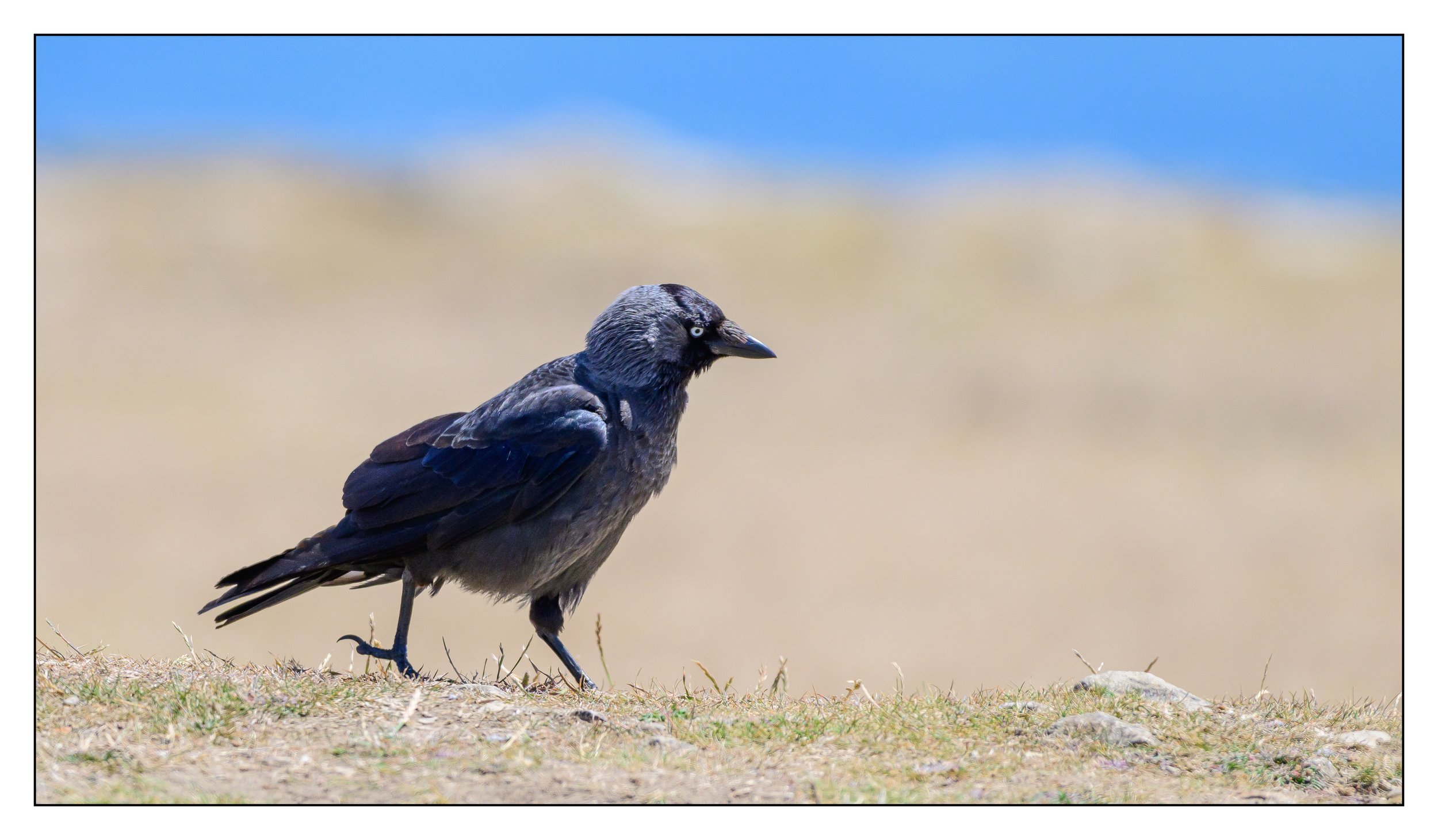 Jackdaw